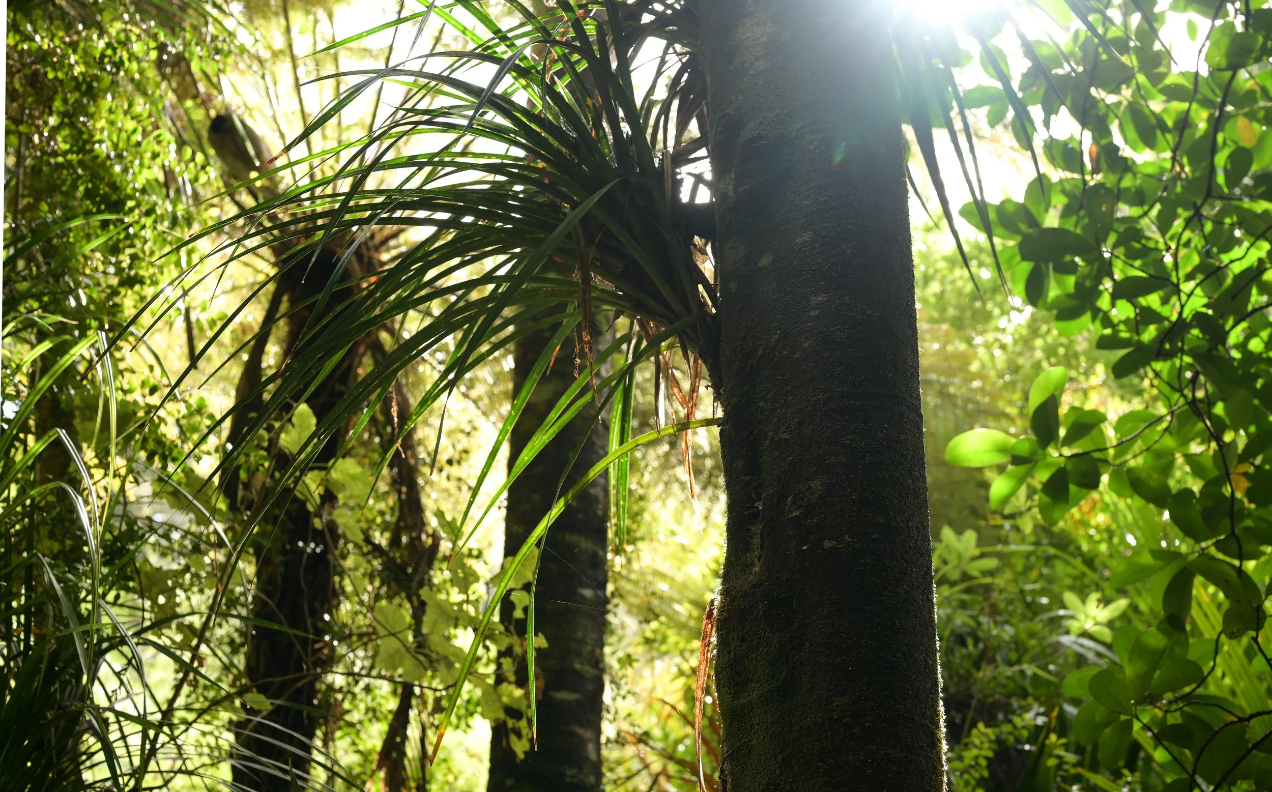 Sunlight filtering through dense jungle foliage, focusing on a tree trunk with hanging vines.