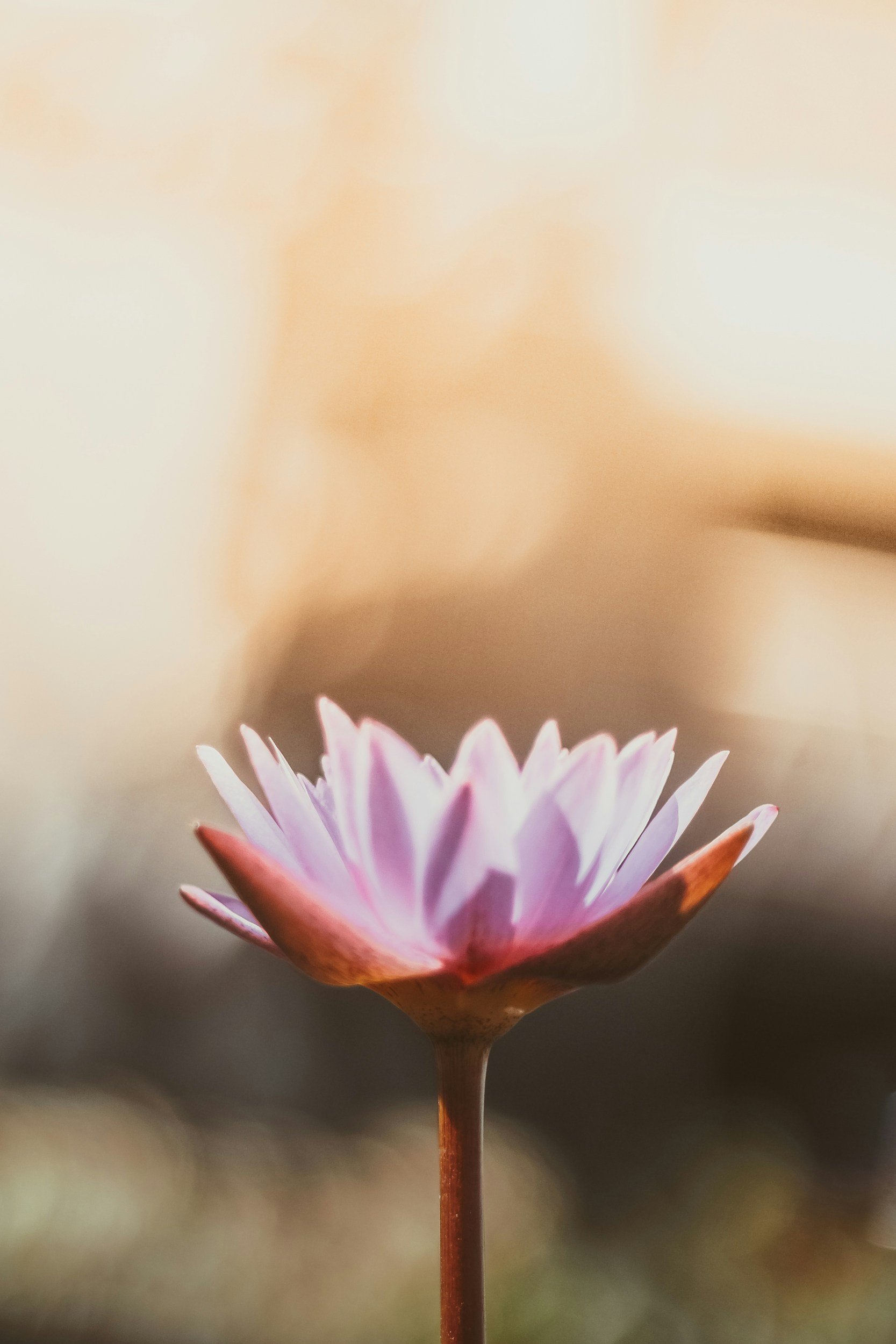 A pink and white water lily flower blooming on a thin brown stem, with a blurred background.