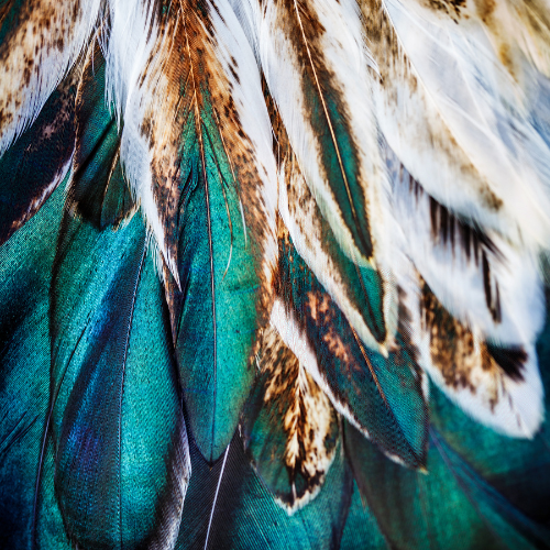Close-up of colorful bird feathers in shades of teal, brown, and white.