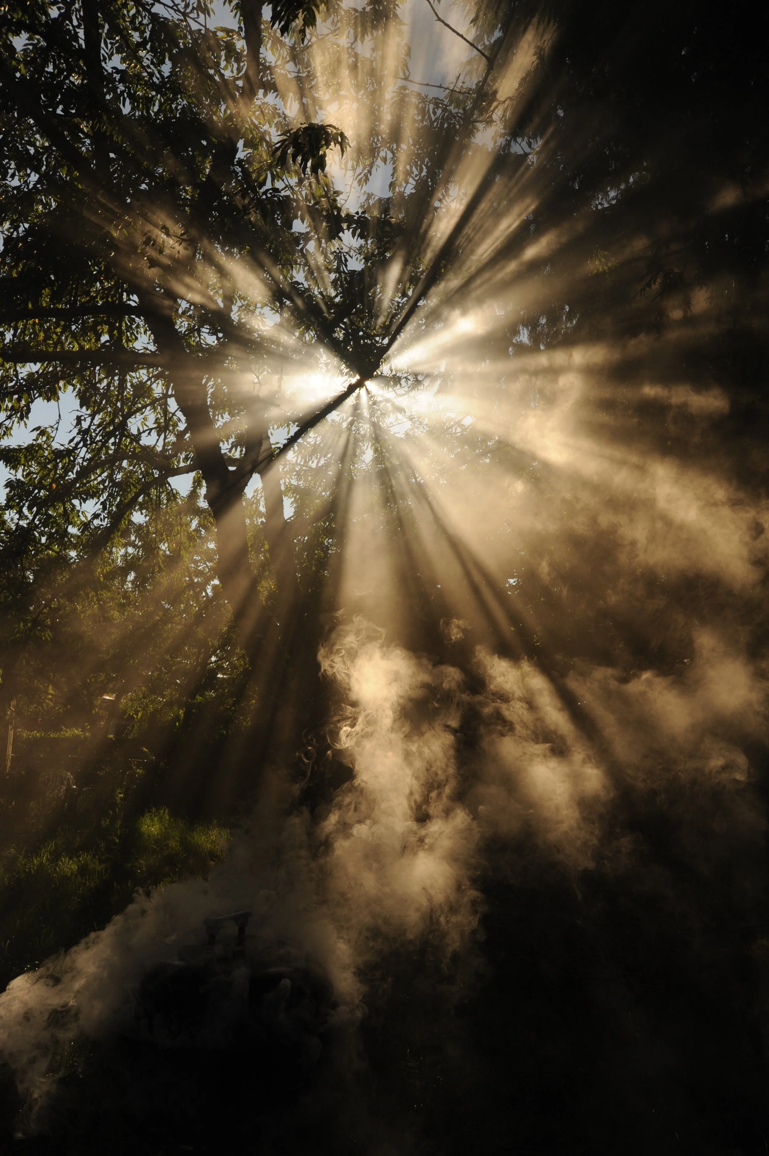 Sunlight streaming through tree branches with steam rising from a hot spring or geothermal feature, creating a misty and luminous scene.