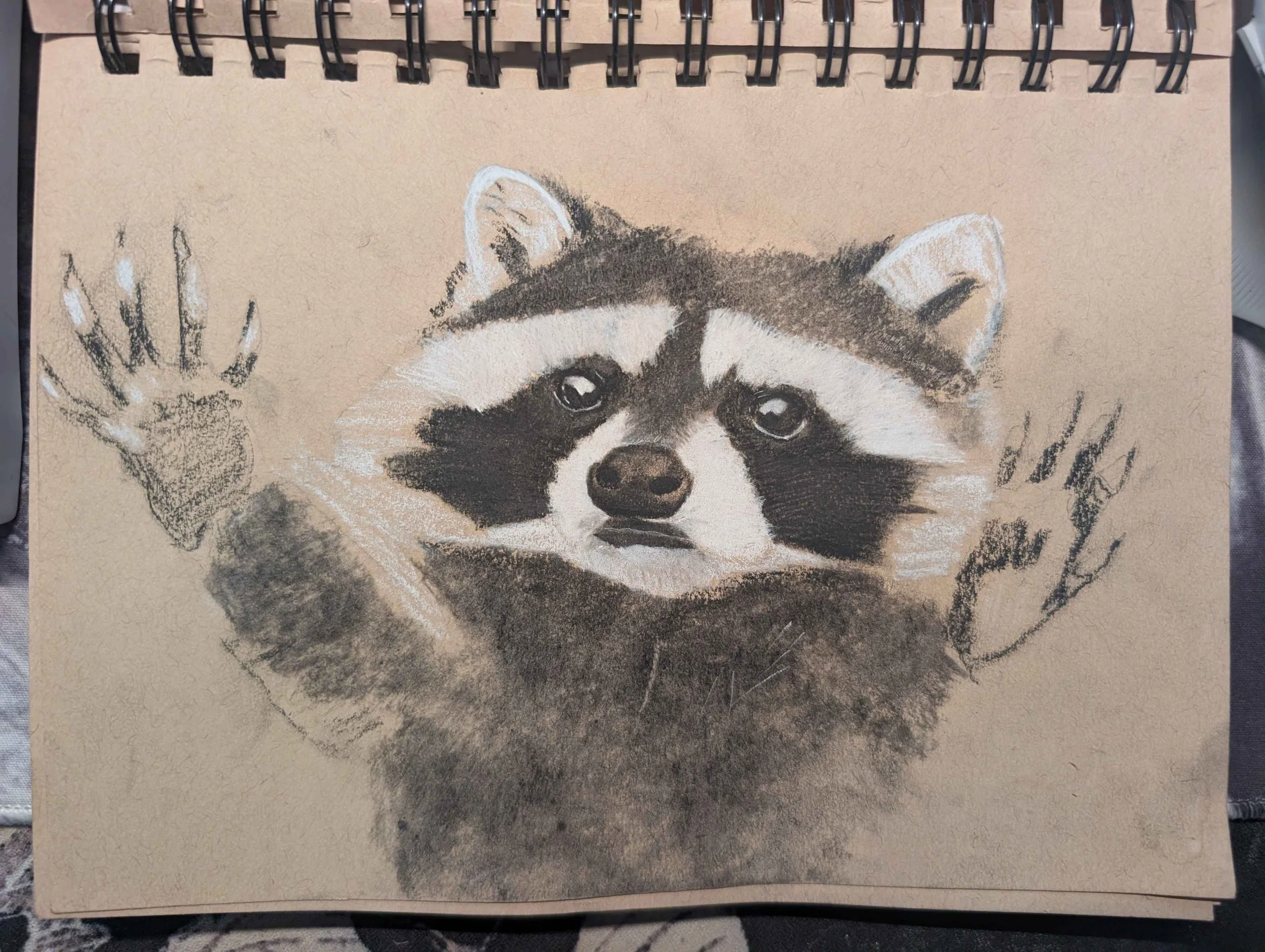 Work in progress Raccoon with Charcoal

