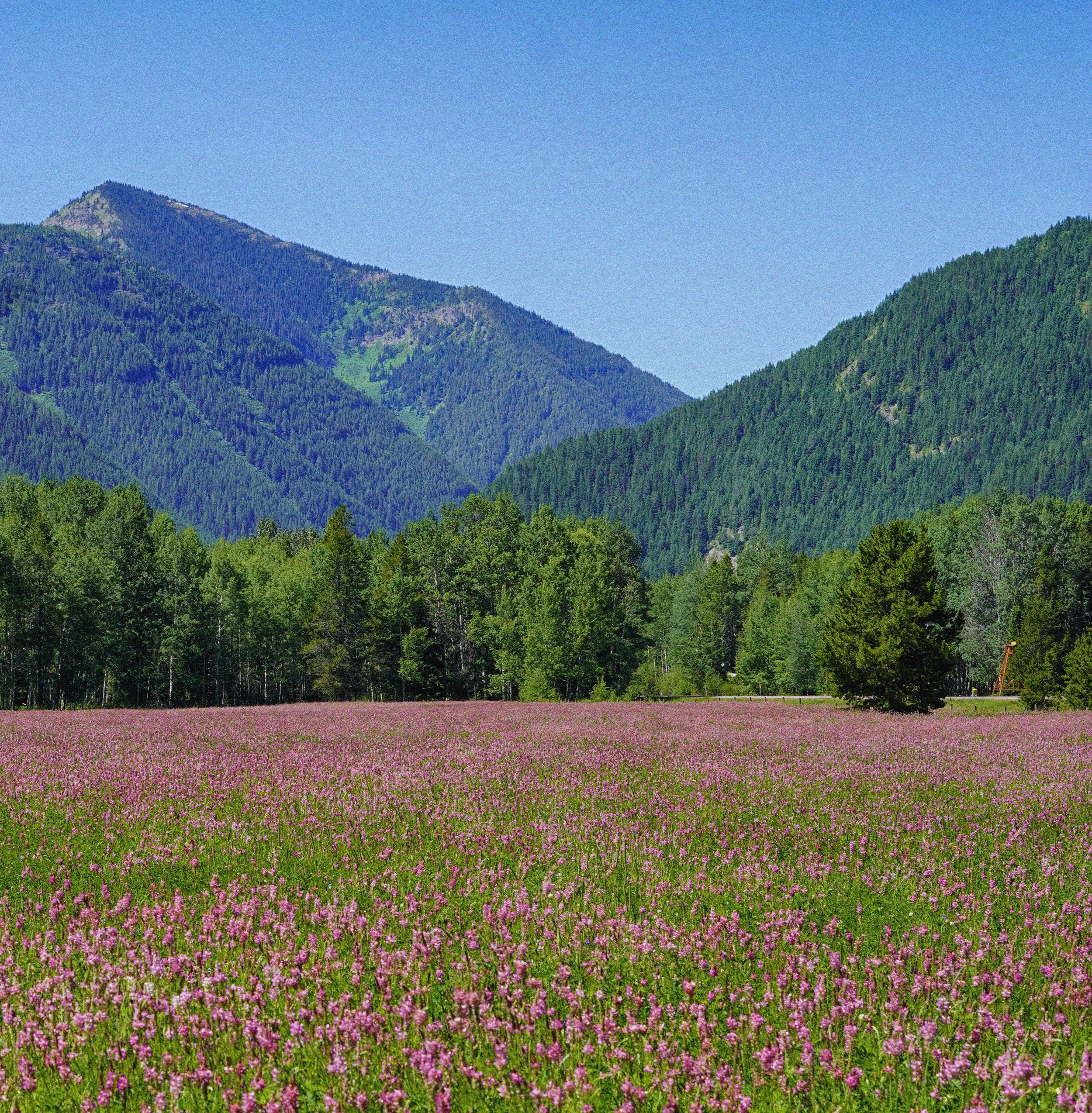 MONTANA