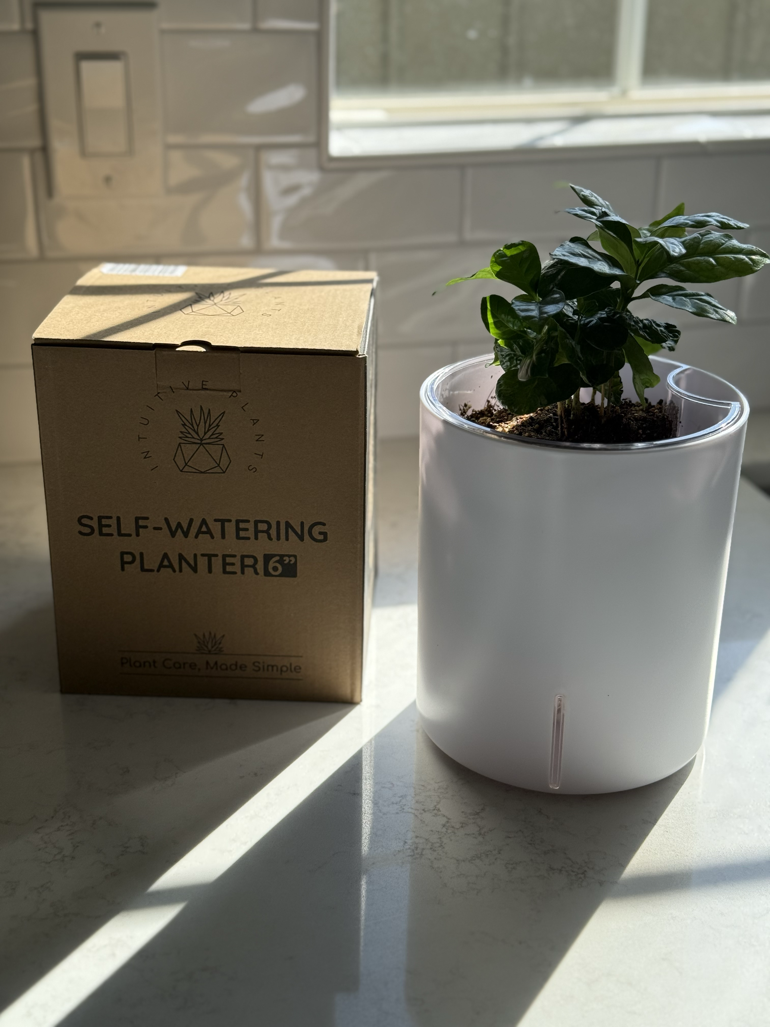 Kim Hamilton, UGC Creator, Intuitive Plants Unboxing and Product Demo