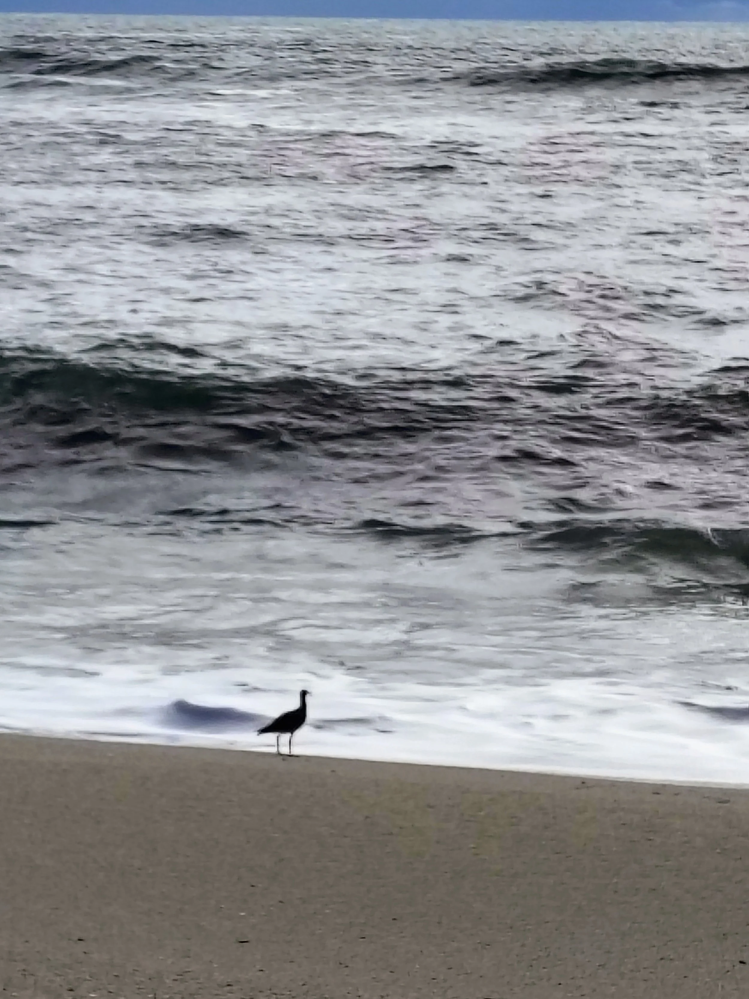 a small bird standing on the beach in front of an ocean wave