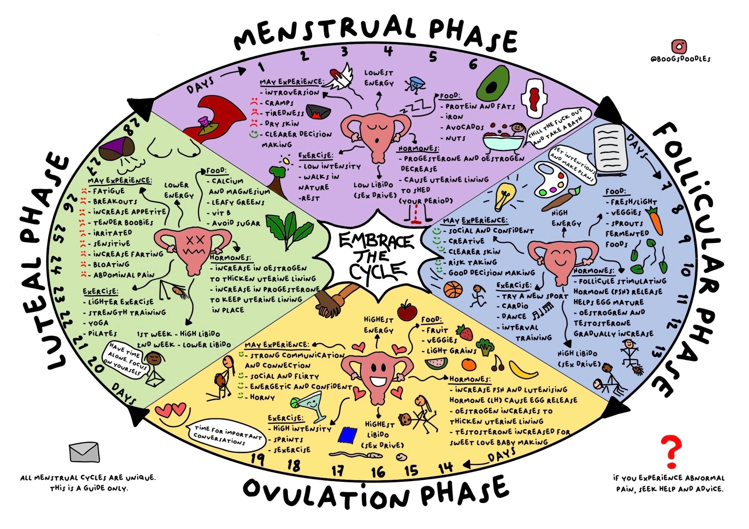 Menstrual Cycle Poster