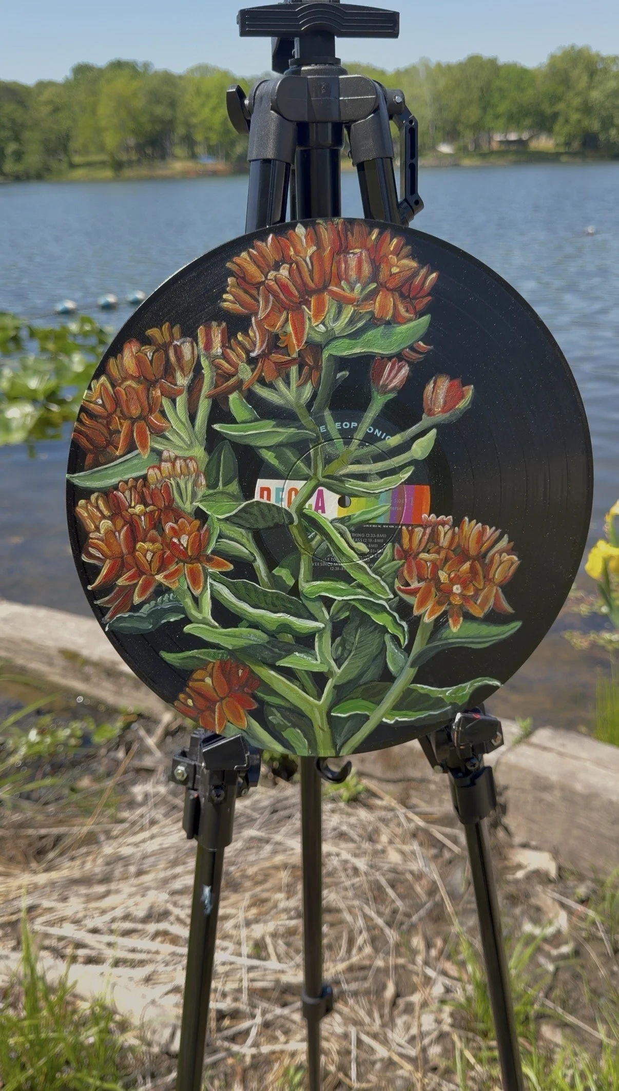 butterfly milkweed.jpeg