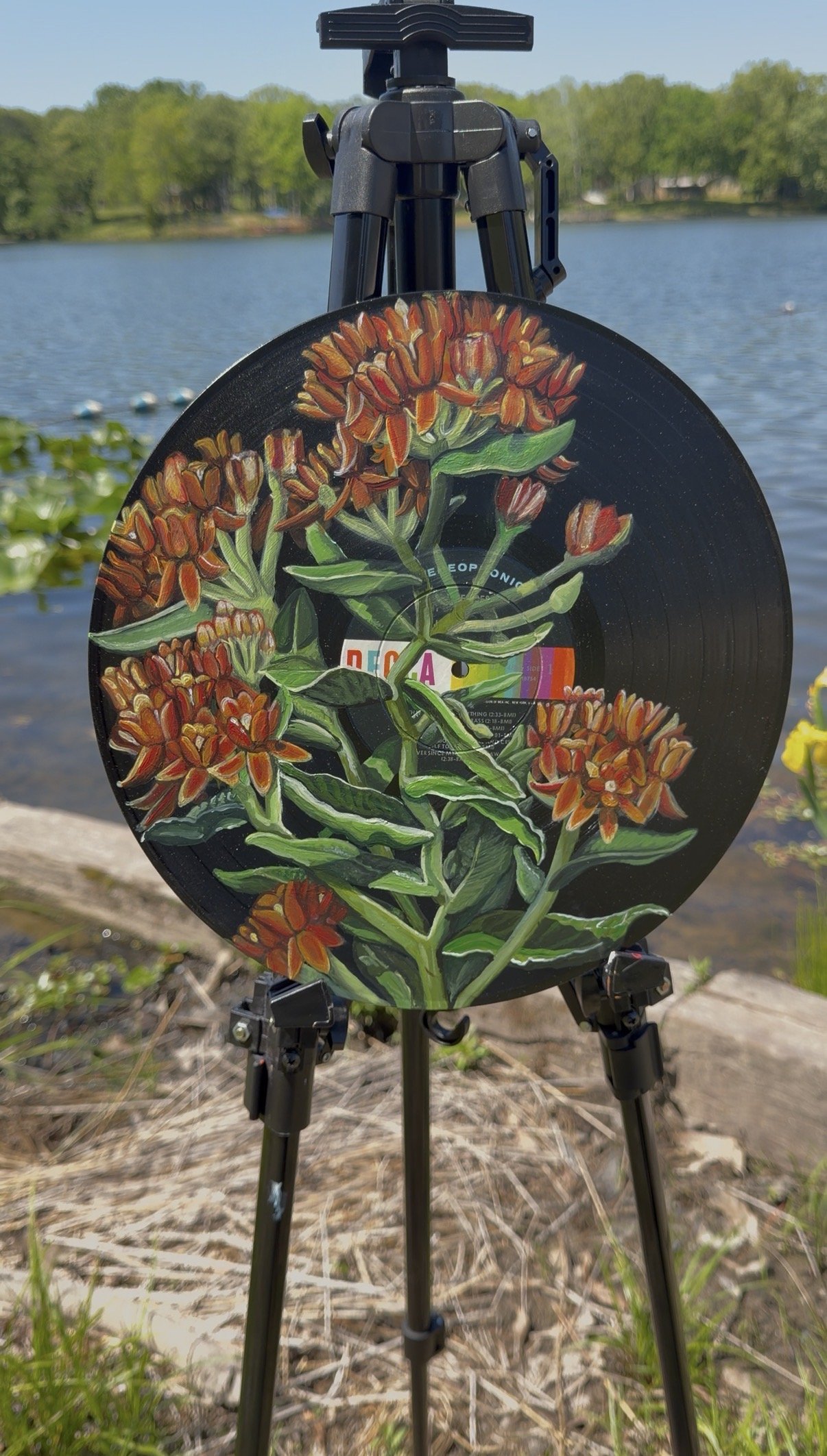 Butterfly Milkweed