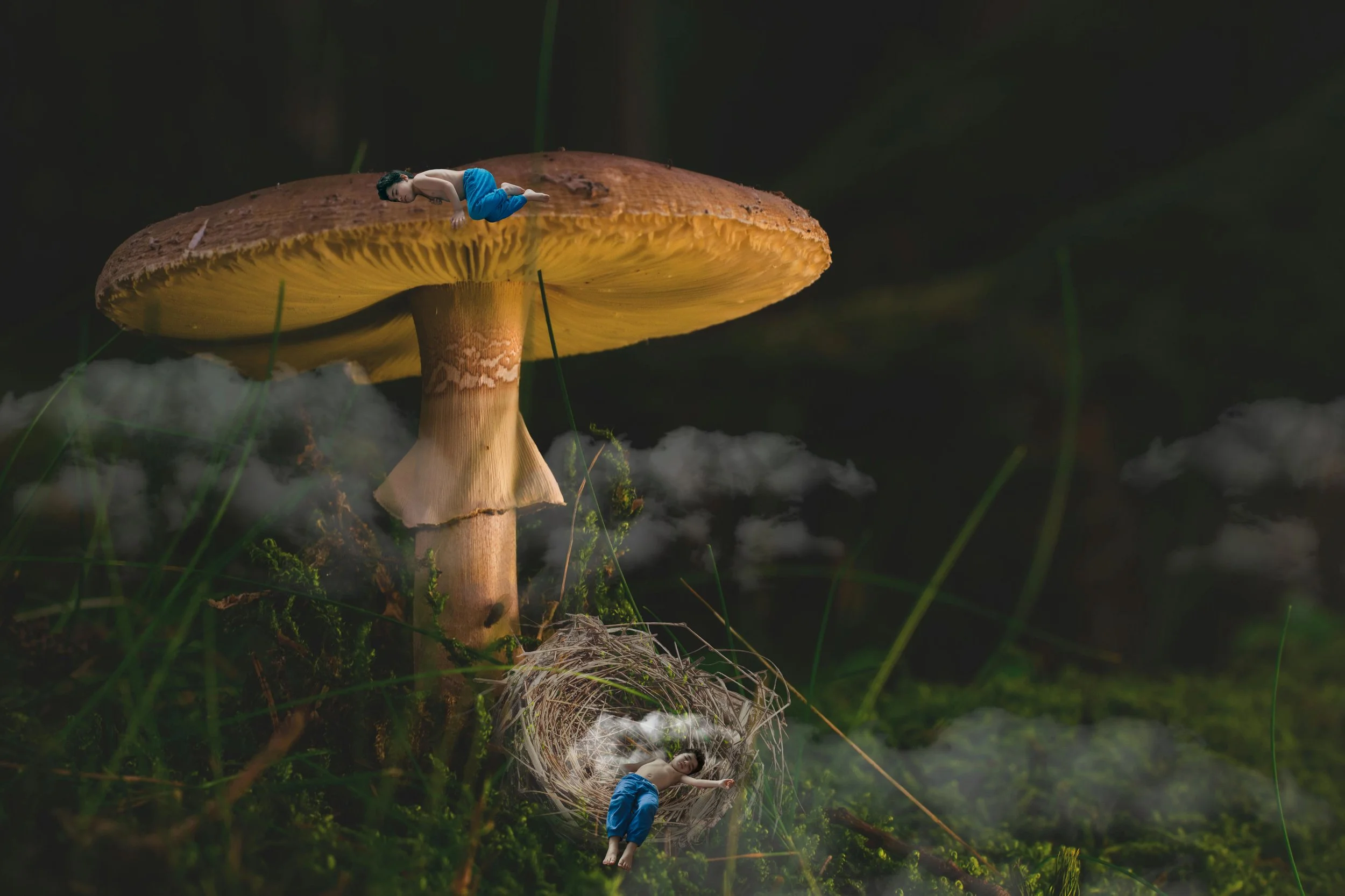 Mushroom_ART412.jpg