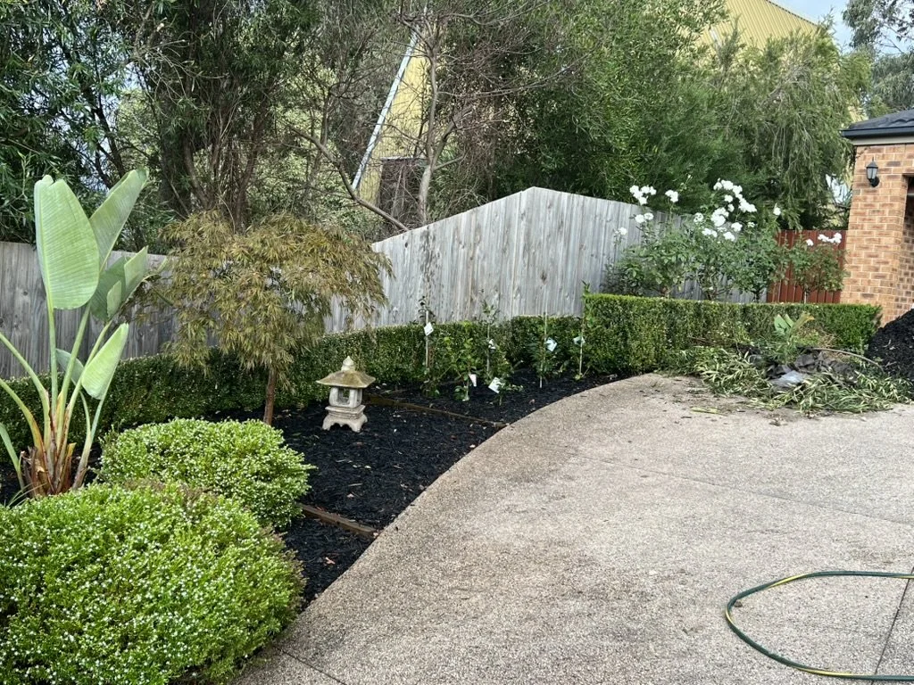 Clean lawn, neat hedges and tidied entrance after a Mitcham front-yard clean-up