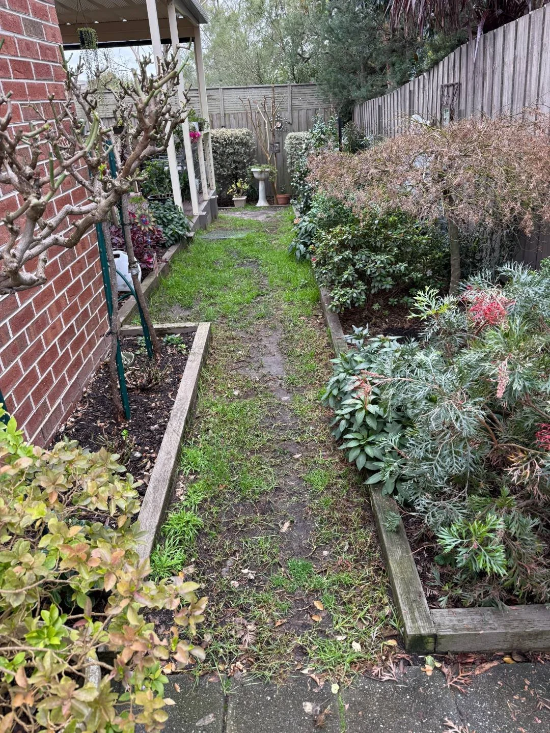 Narrow patchy lawn path between garden beds before landscaping, Ferntree Gully