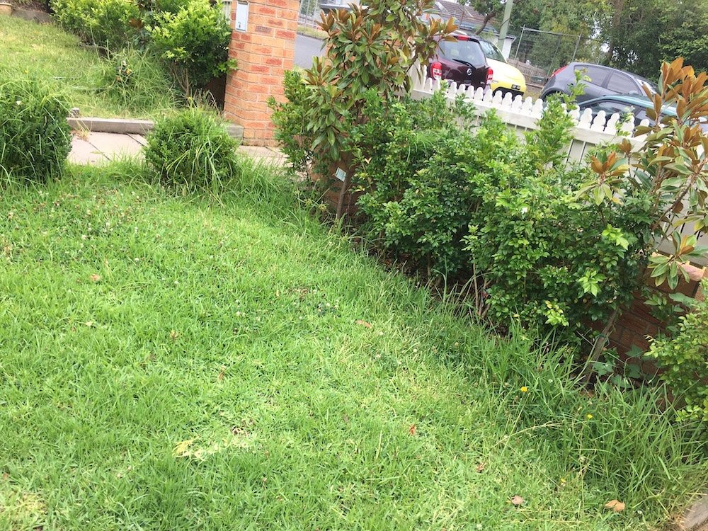 Weedy, overgrown front garden before clean-up, Mitcham
