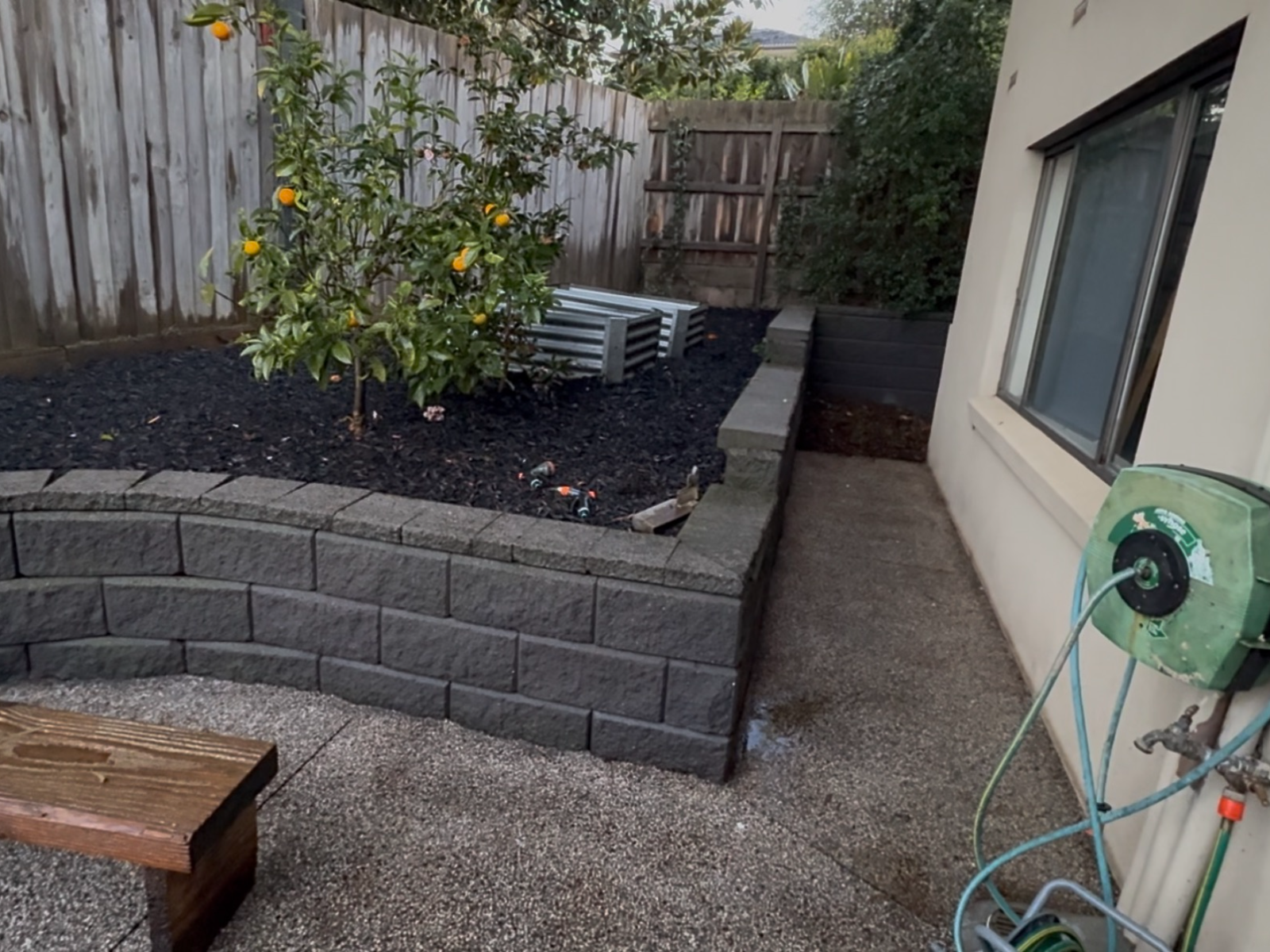Lemon tree in a freshly mulched garden bed beside cleaned paving, Vermont South