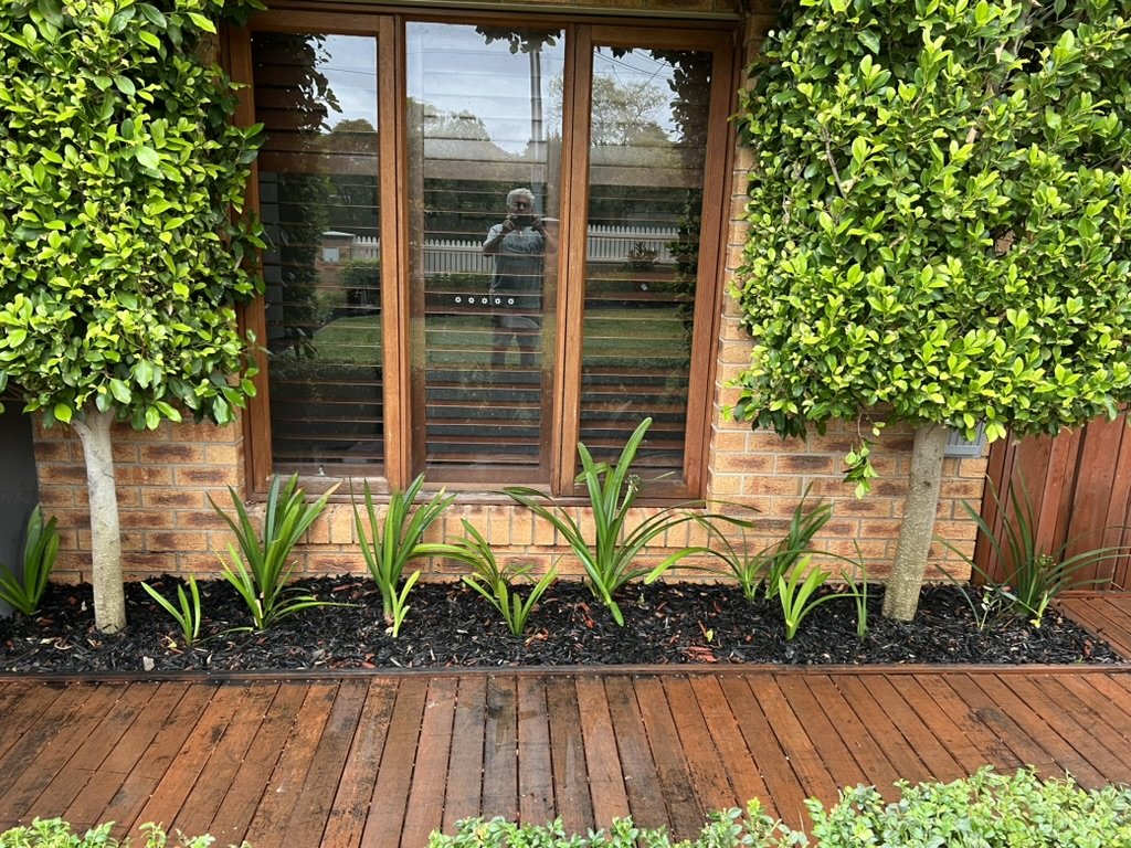 Shaped hedges and fresh-mulched garden beds after a front-yard clean-up in Mitcham