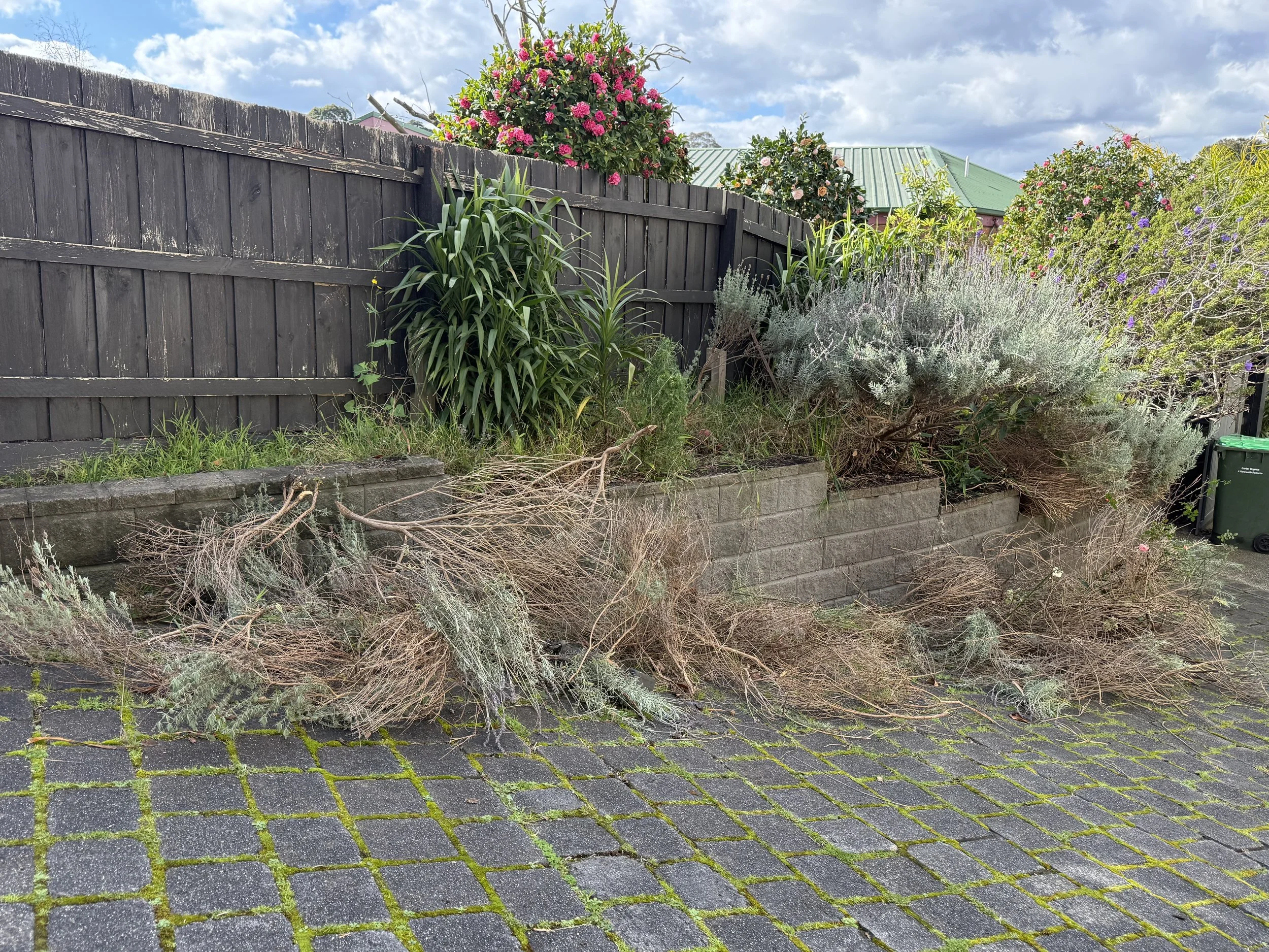 Mossy driveway pavers and overgrown garden bed before a pre-sale clean-up in Vermont South