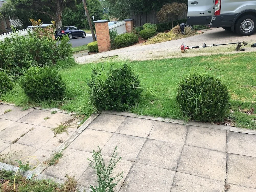 Untidy front yard with straggly shrubs before tidy-up, Mitcham