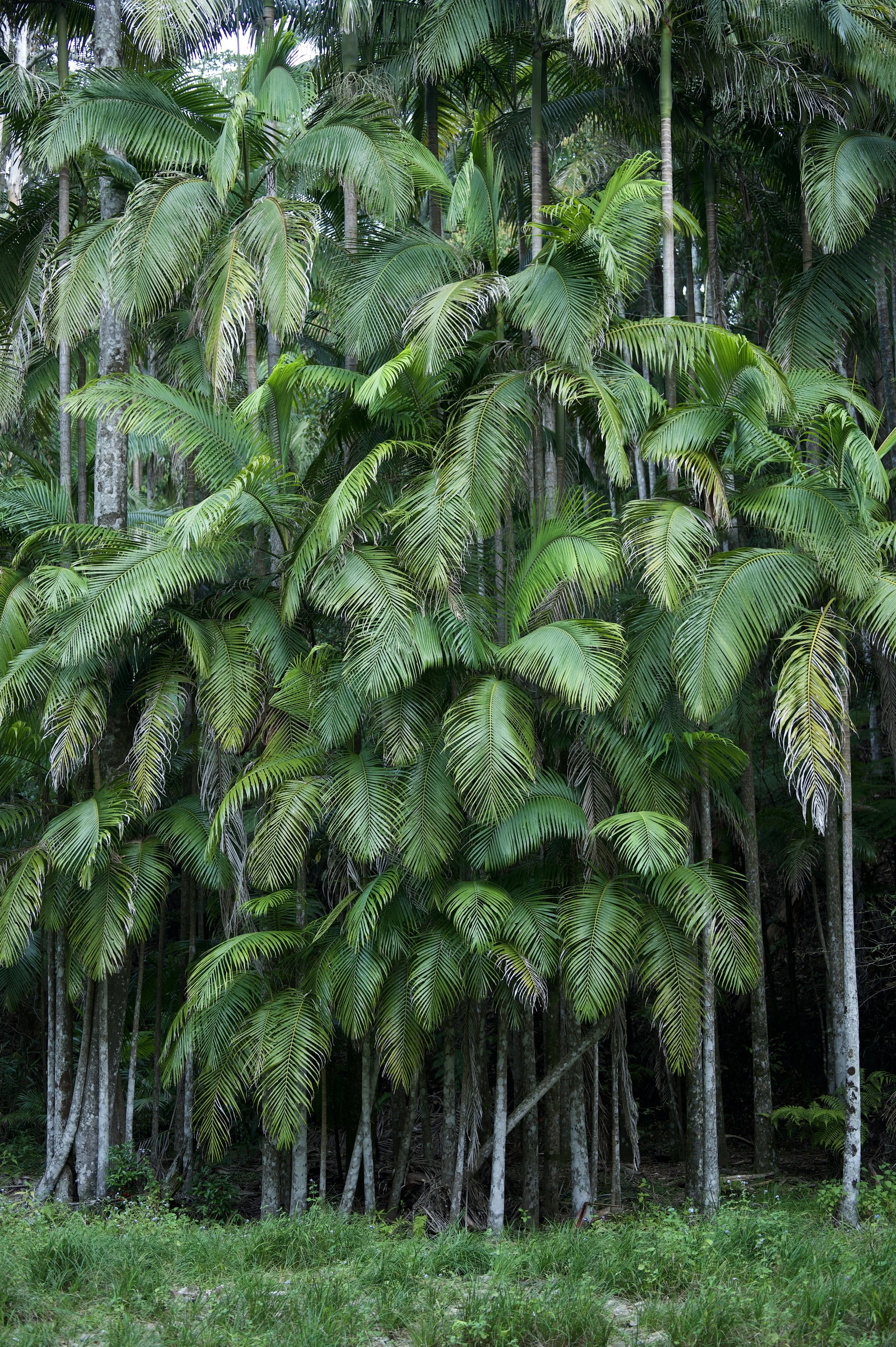 Dense tropical forest with tall palm trees shot in Tallebudgera Gold Coast Queensland .