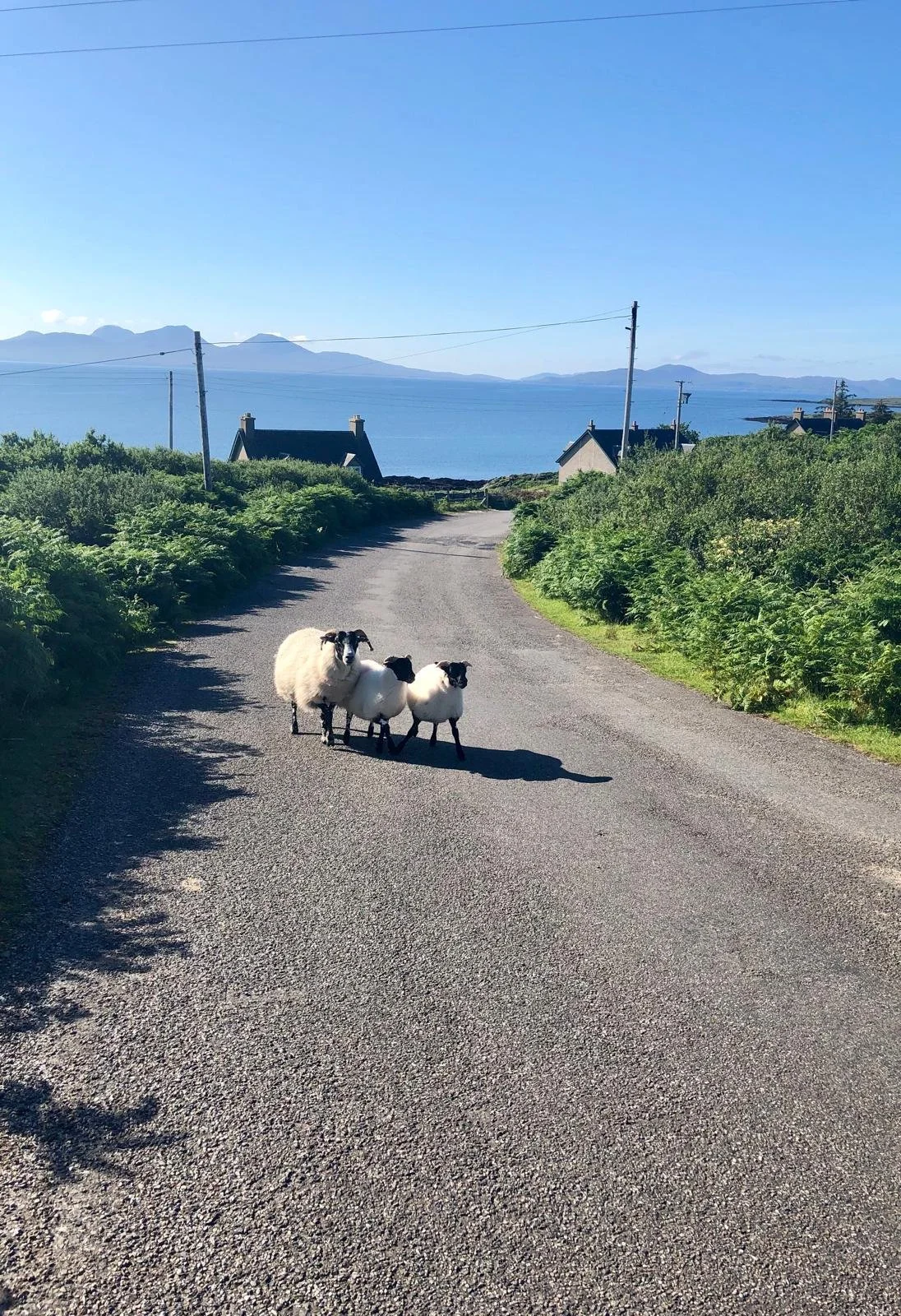 Meet the sheep as you cycle around Colonsay, bring your own bikes or hire them on the island