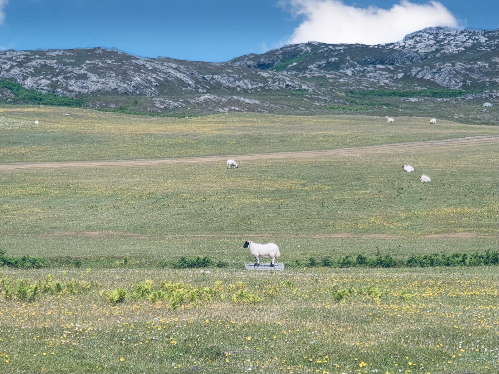 Sharing the Colonsay golf course with its permanent residents
