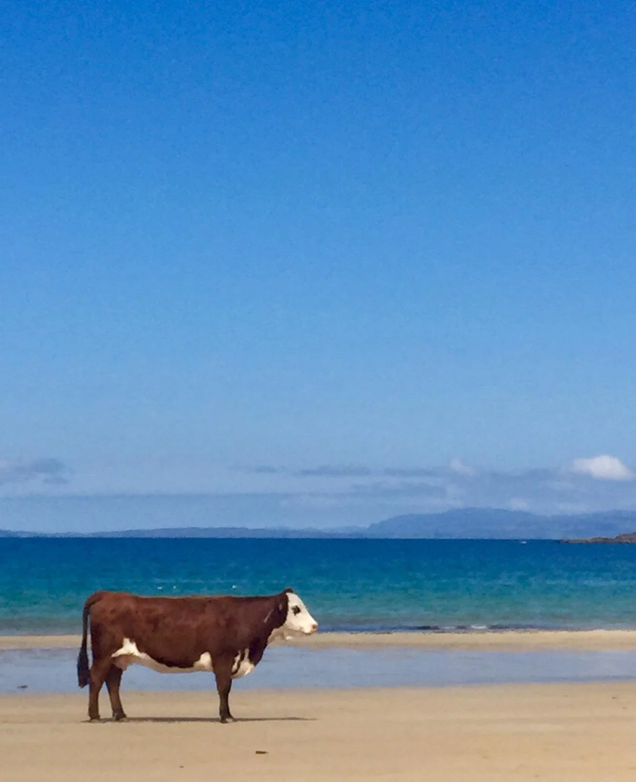 It's not only visitors who enjoy Kiloran Bay!