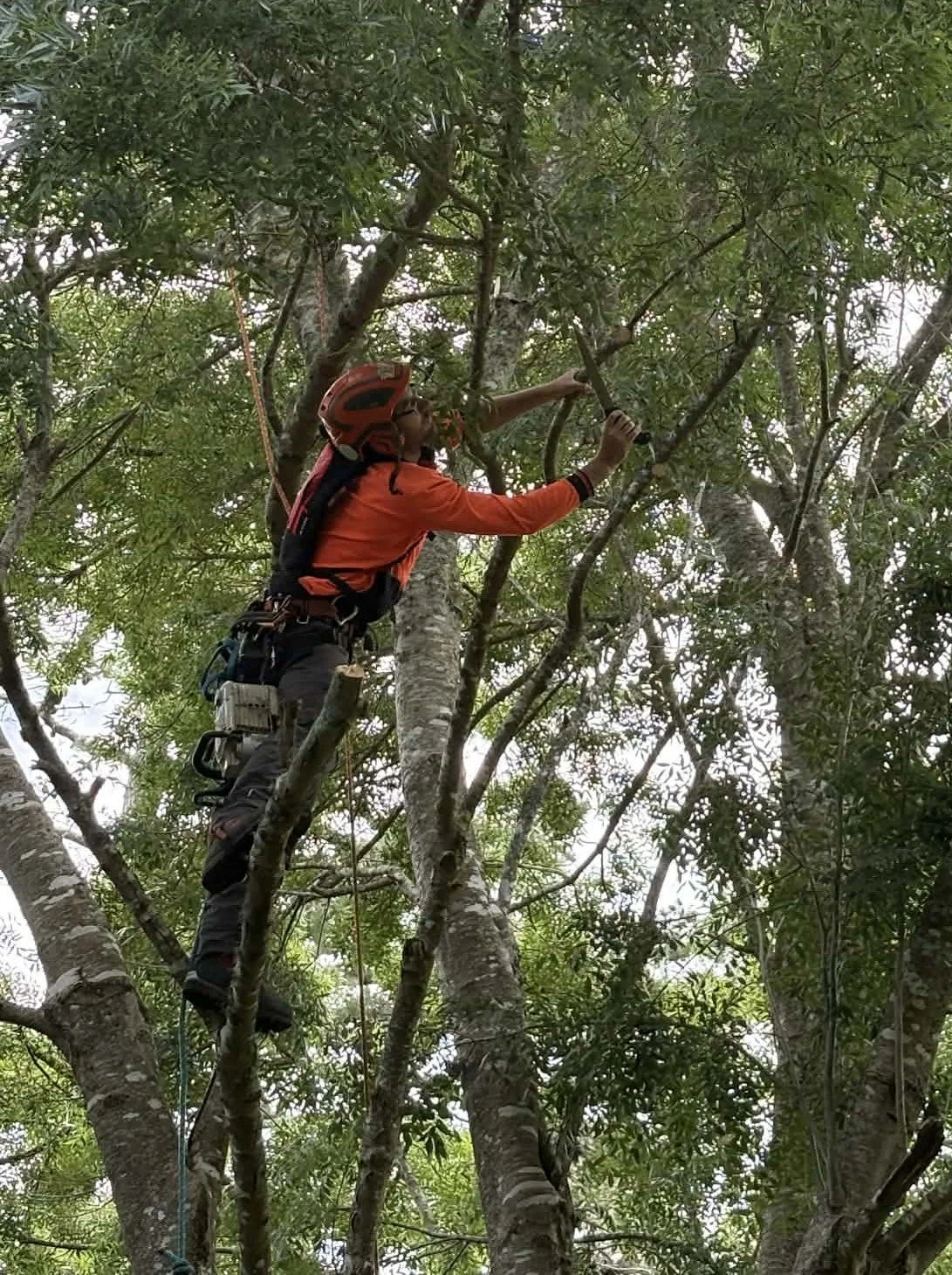 Tree Pruning & Trimming