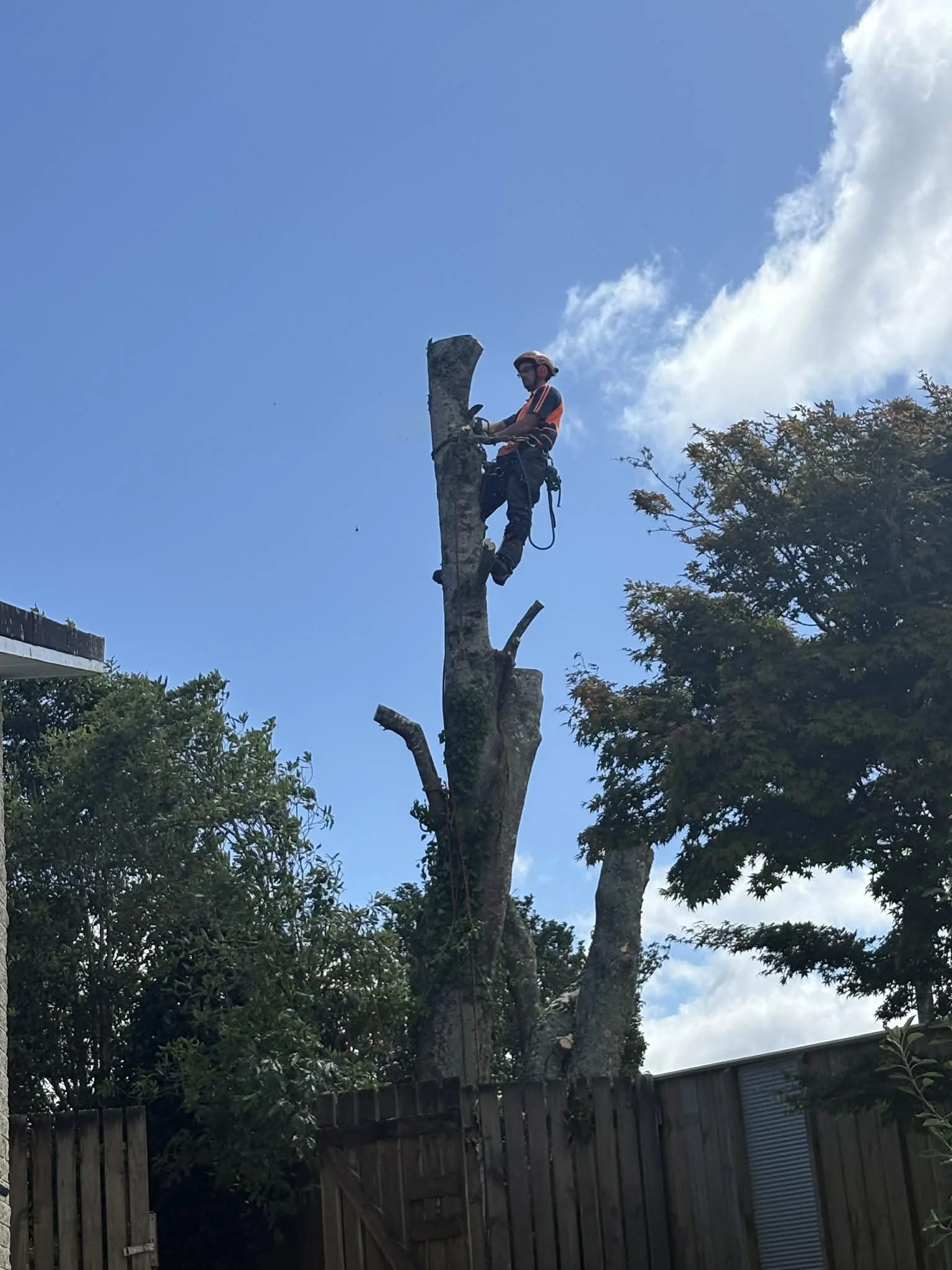 Expert Tree Removal