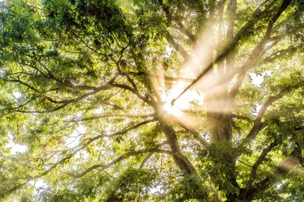 Tree Health Assessment