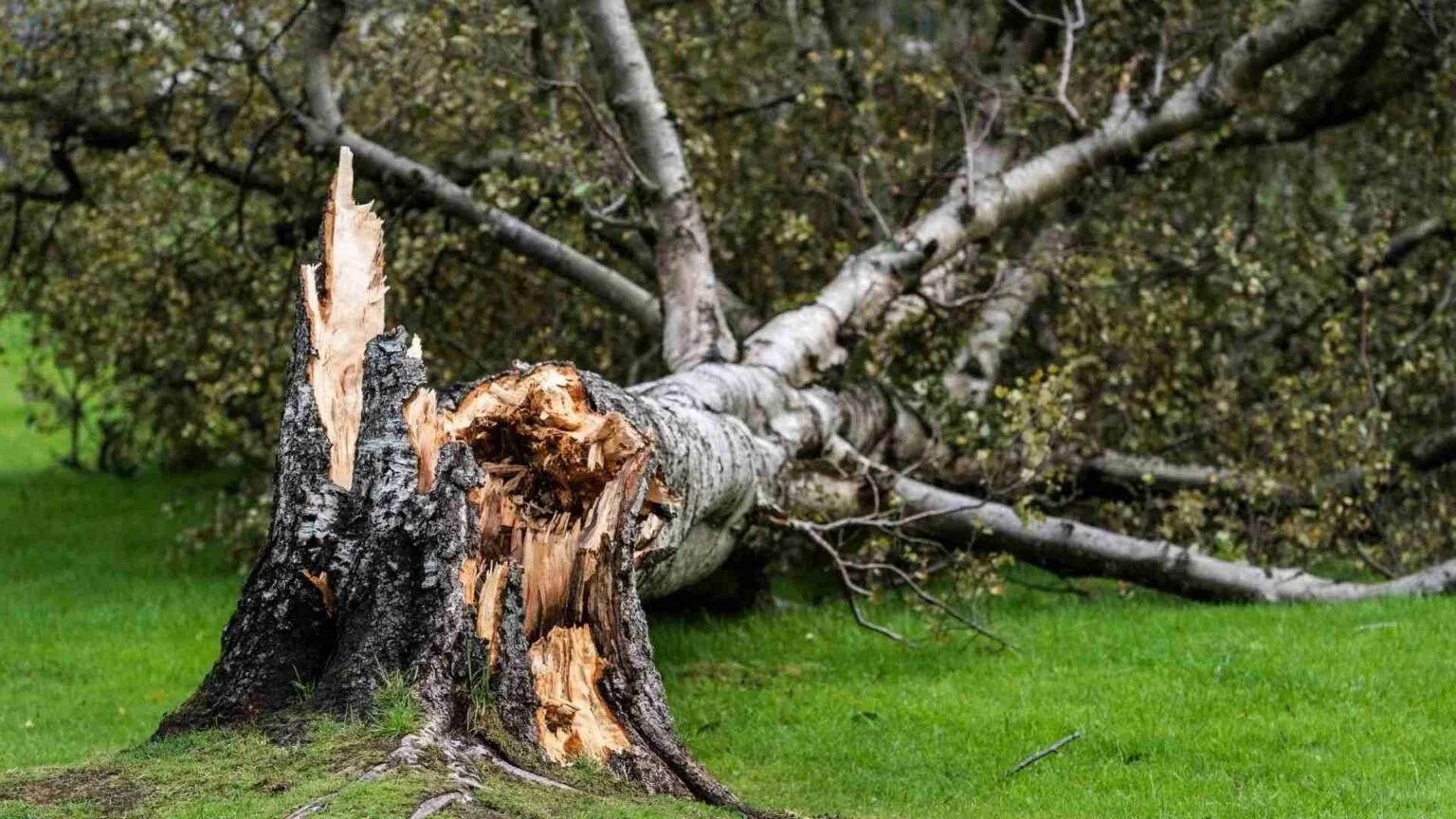 Emergency Tree Service