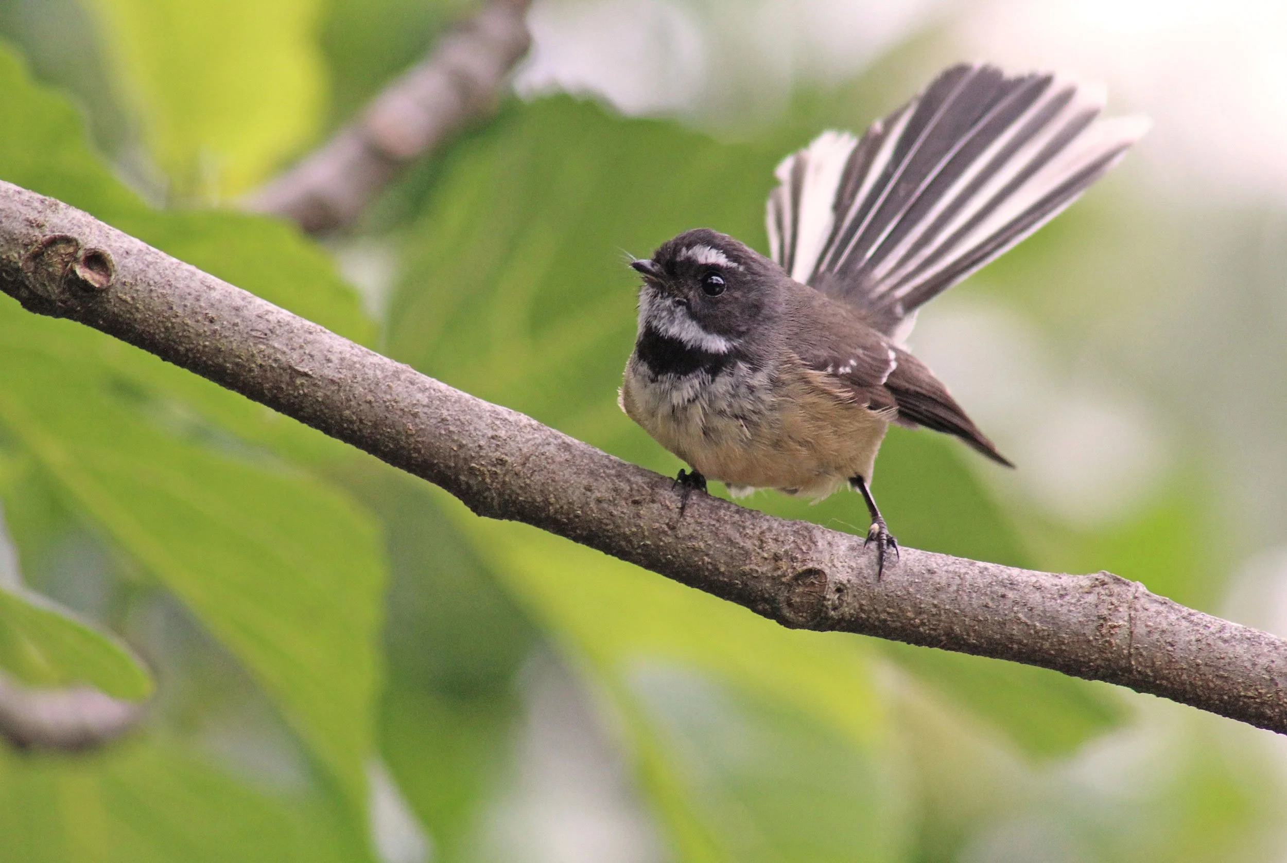 A small bird with brown and white feathers perched on a tree branch, with green leaves in the background.
