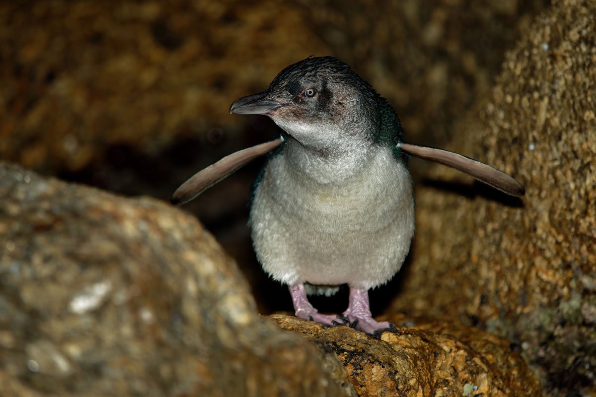 A penguin chick standing on rocks with its wings outstretched.