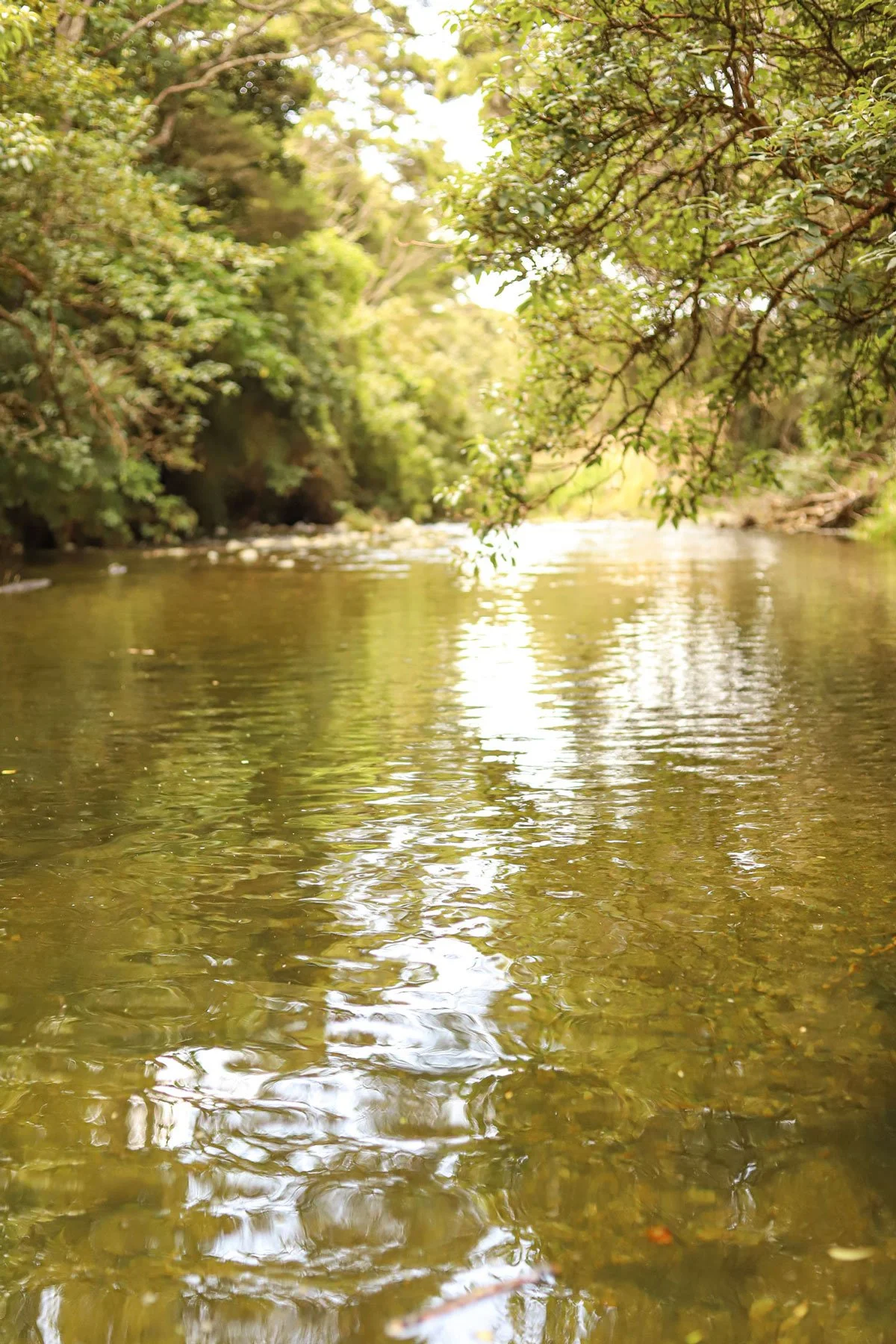 A peaceful river scene with calm water reflecting the surrounding green trees and branches, under a bright, partly cloudy sky.