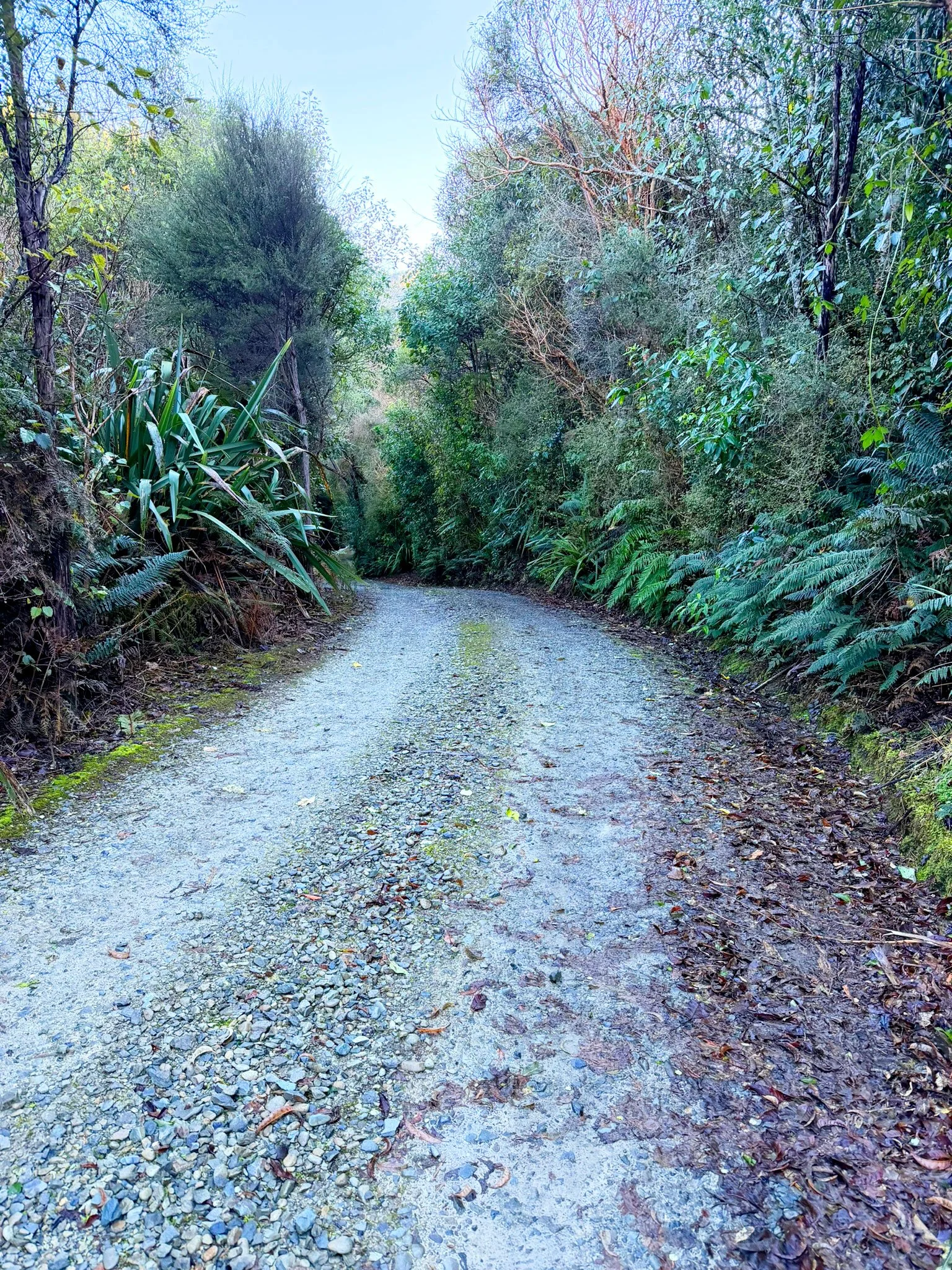 A gravel dirt trail through dense green forest with trees and bushes on both sides and patches of sunlight on the ground.