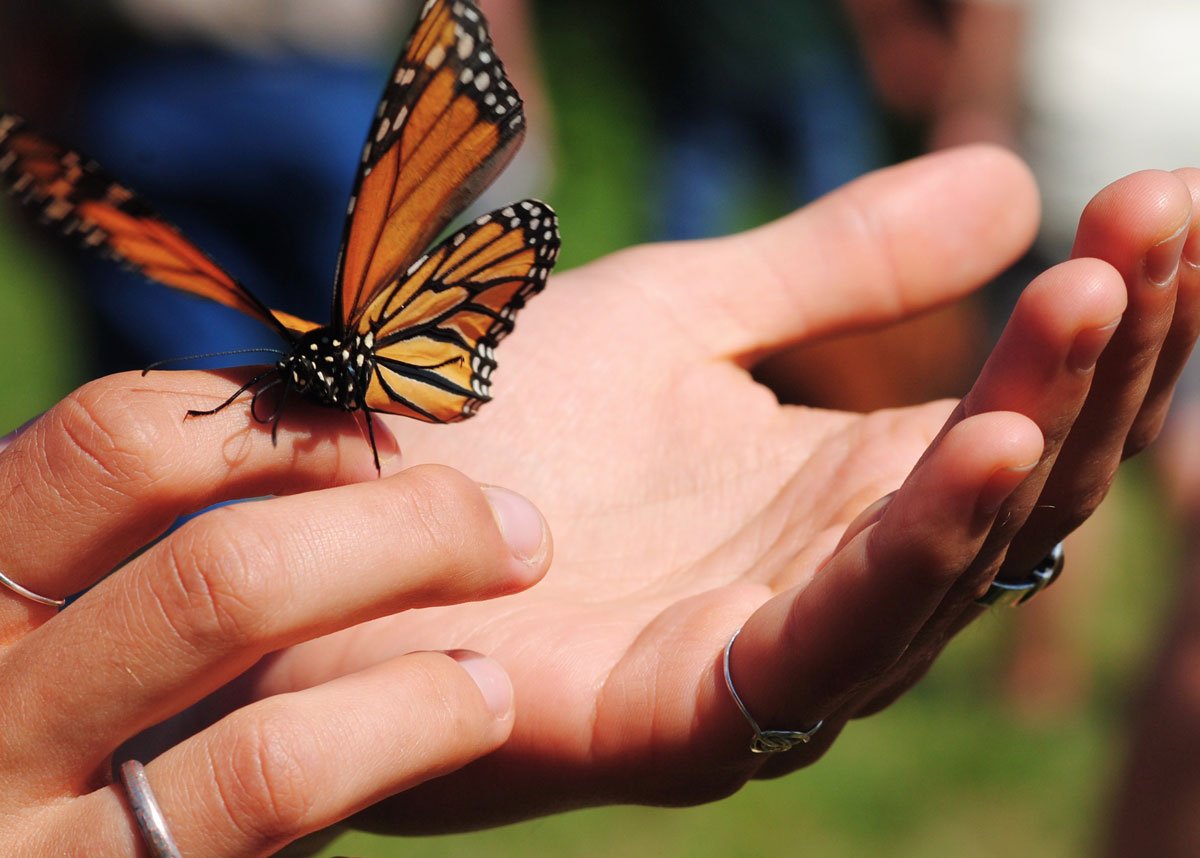 A monarch butterfly resting on a person's hand outdoors.