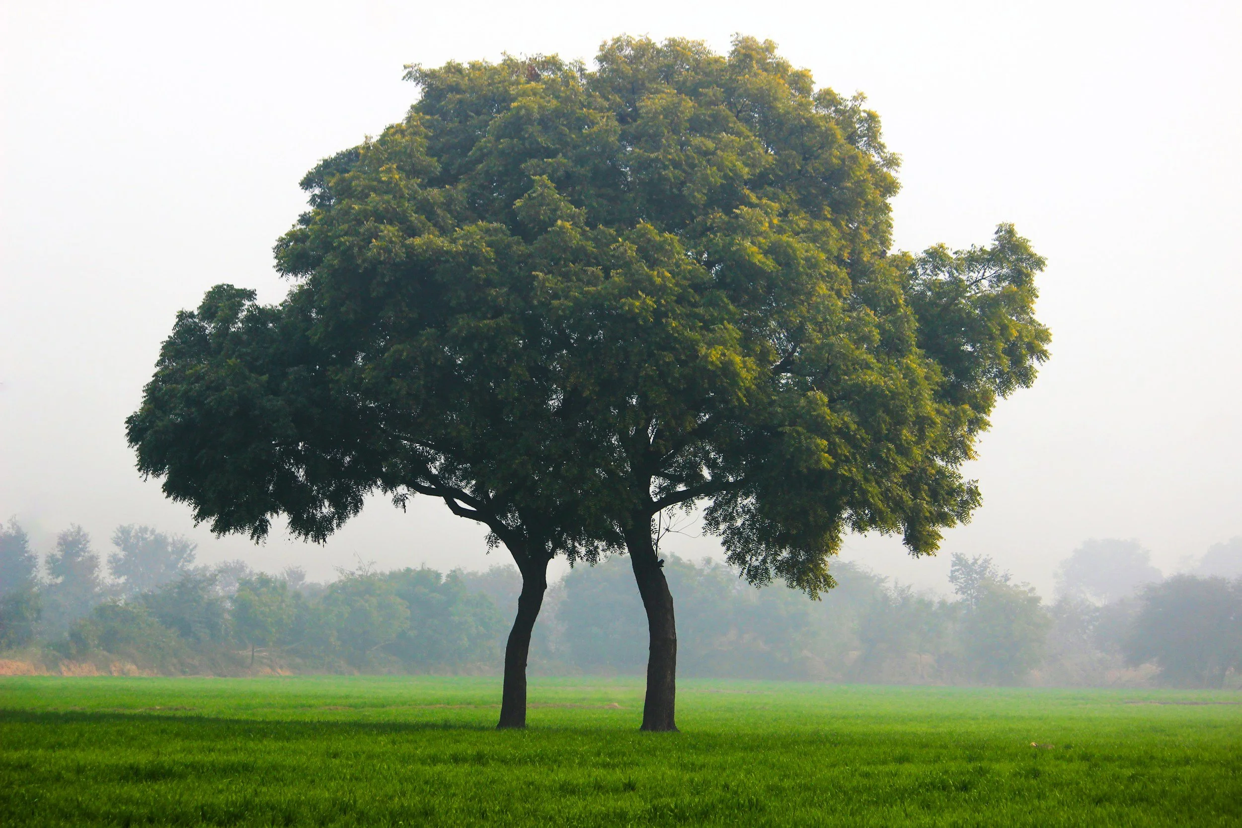 A large tree with green foliage stands in a grassy field with a hazy sky in the background.