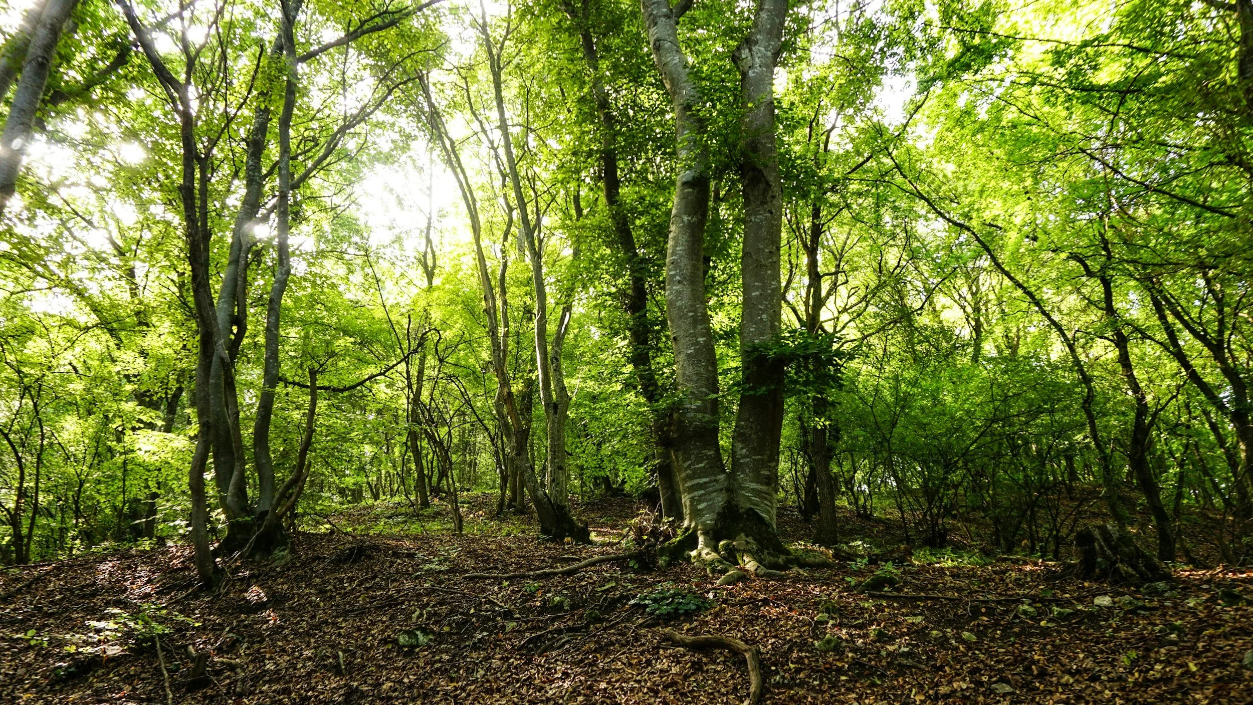 A dense forest with tall trees and green leaves, sunlight filtering through the canopy, and a forest floor covered in fallen leaves and small plants.