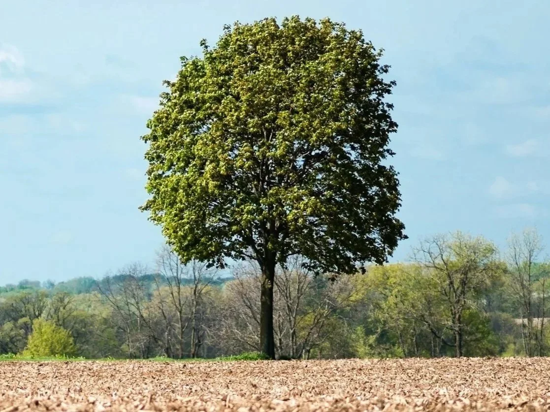 A lone tree with green leaves standing in a field with a background of smaller trees and a blue sky.