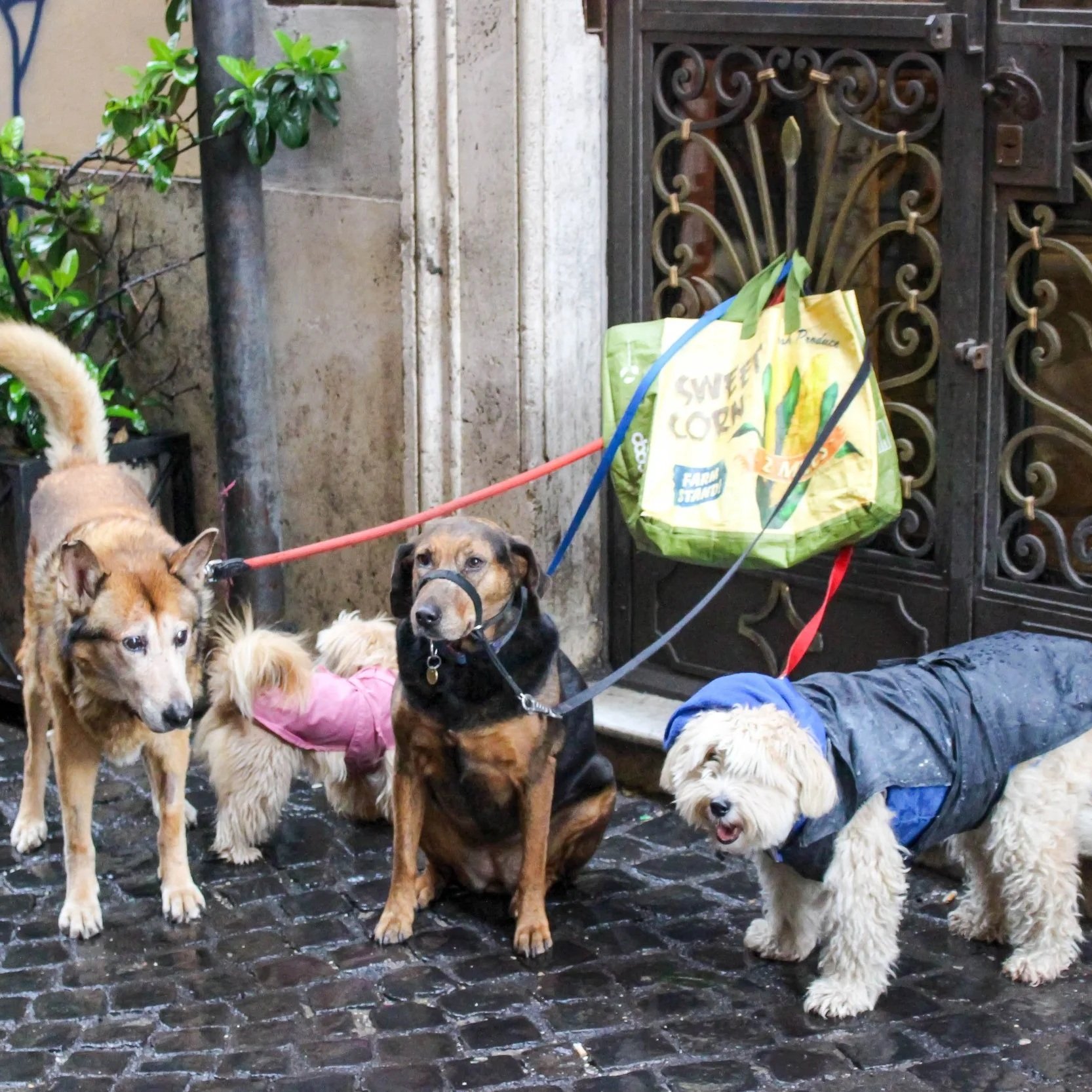 Group of six dogs on a wet cobblestone street in front of a dark ornate gate, some wearing jackets and one with a harness, with a small spray of greenery on the left.