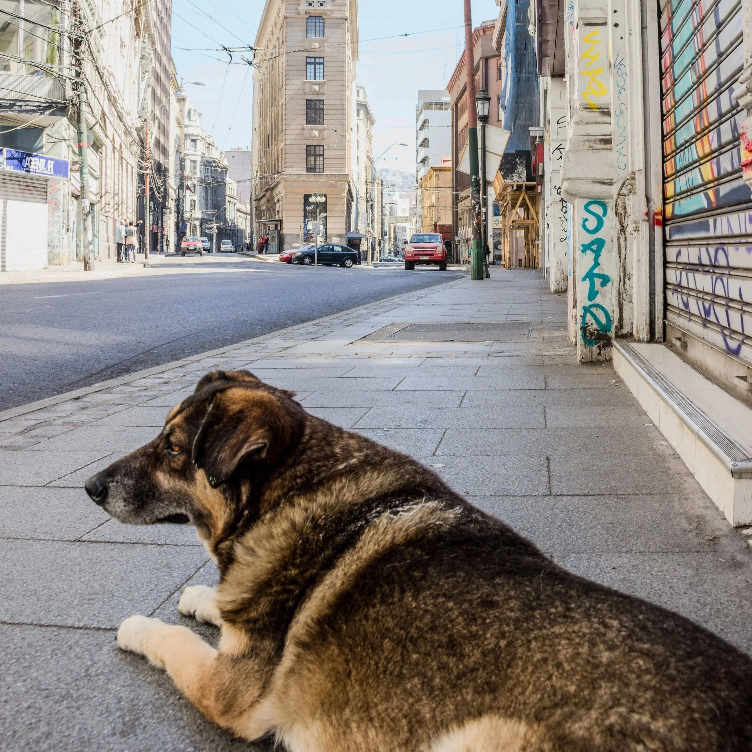 Close-up of a puppy lying on a sidewalk in an urban setting, with buildings and cars in the background.