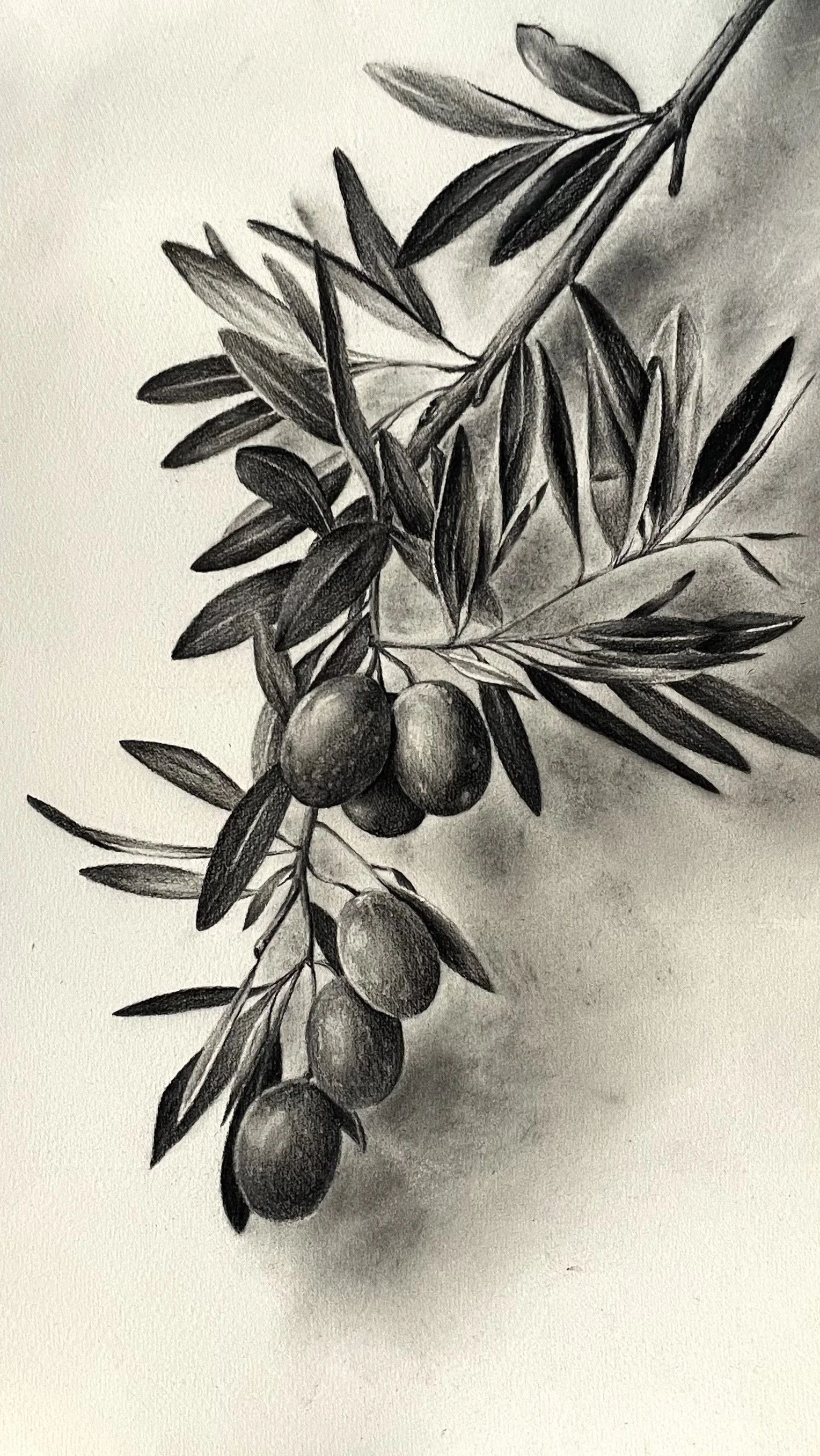 olive 1.jpeg