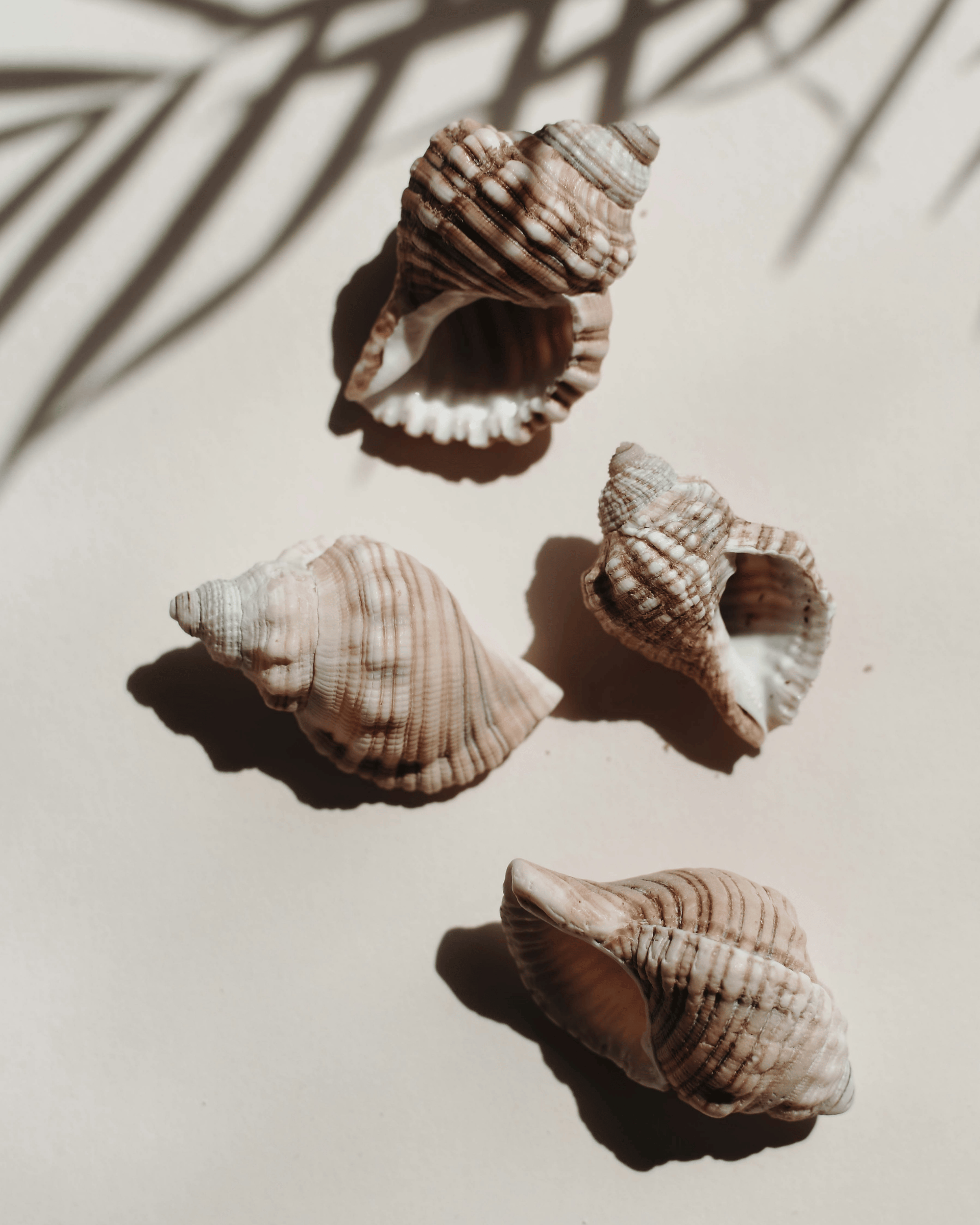 Neutral-toned seashells arranged in soft sunlight, reflecting nature-inspired simplicity and conscious living.