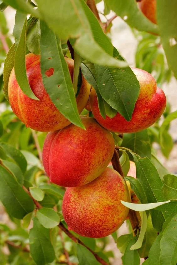 Eventually, The Fruit Will Come 