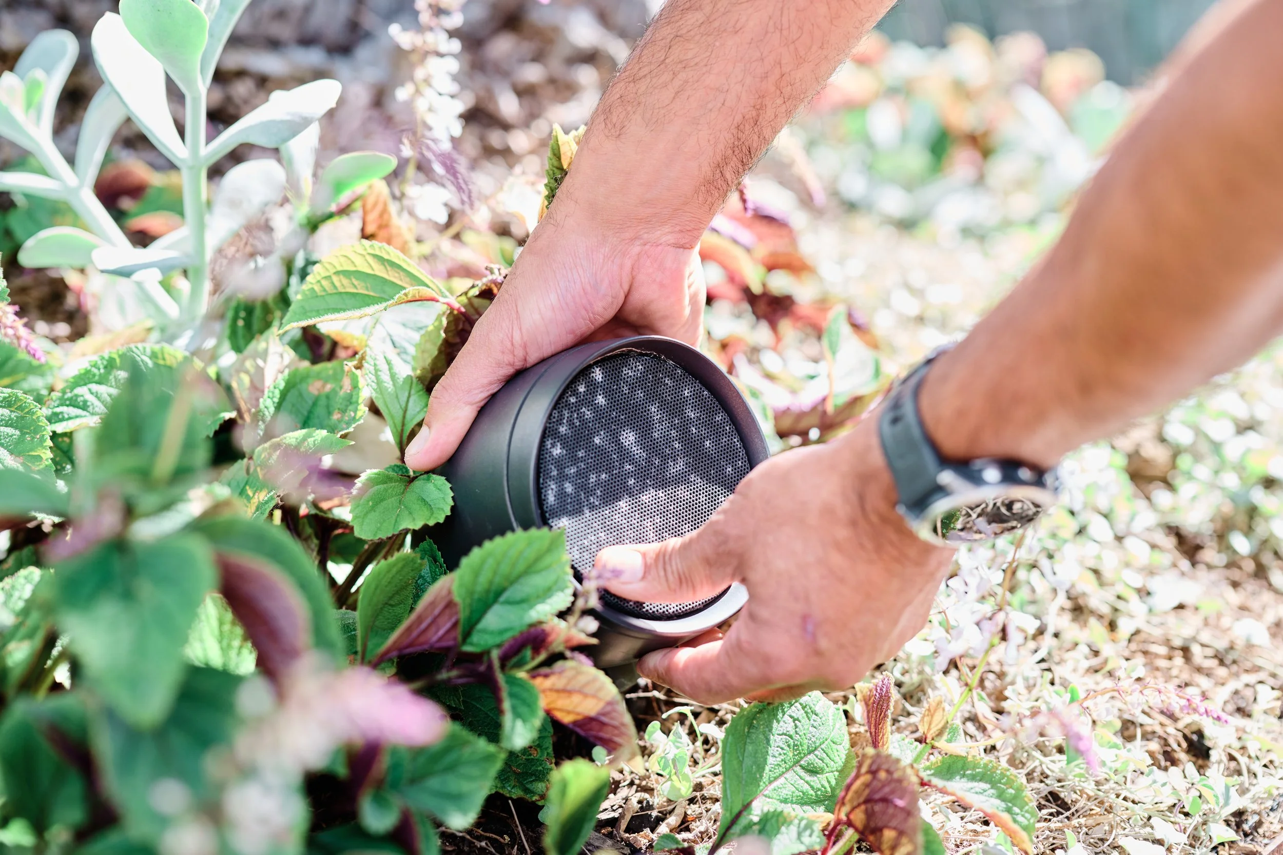 A person using a portable speaker in a garden or flower bed with green plants and soil.