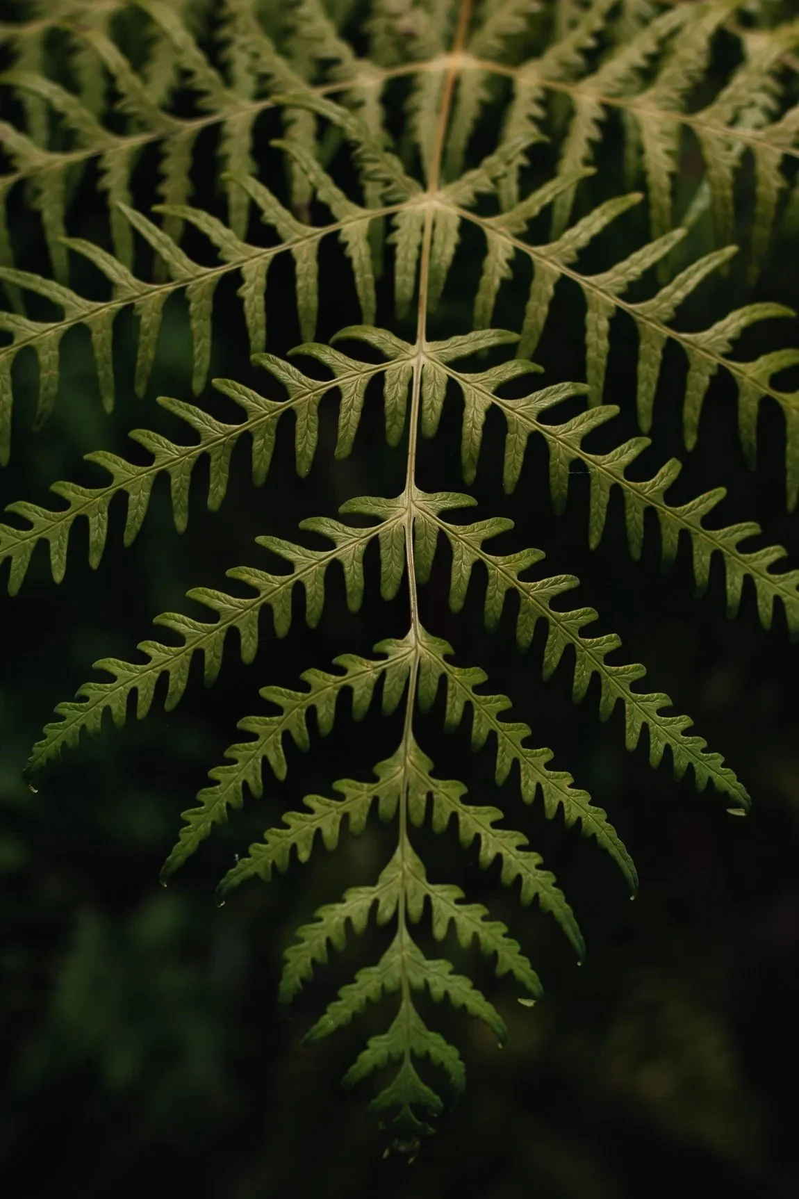 Close-up of green fern leaves with intricate leaf pattern and dark background.