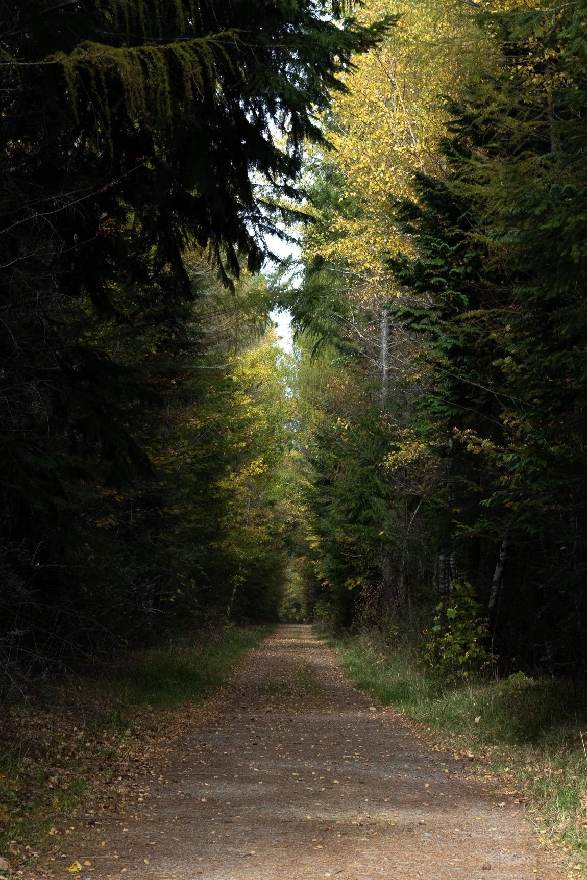 A dirt trail through a dense forest with tall trees on both sides, some with green leaves and others with yellowing leaves, indicating fall season.