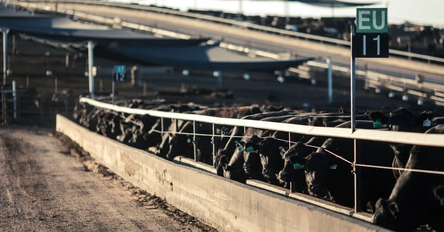  Killara is a leading supplier of high-quality grain fed cattle to both domestic and international markets. Our products are supplied around the world to premium food markets. We are Committed to Producing High-quality, Grain-fed and Grass-fed Cattle
