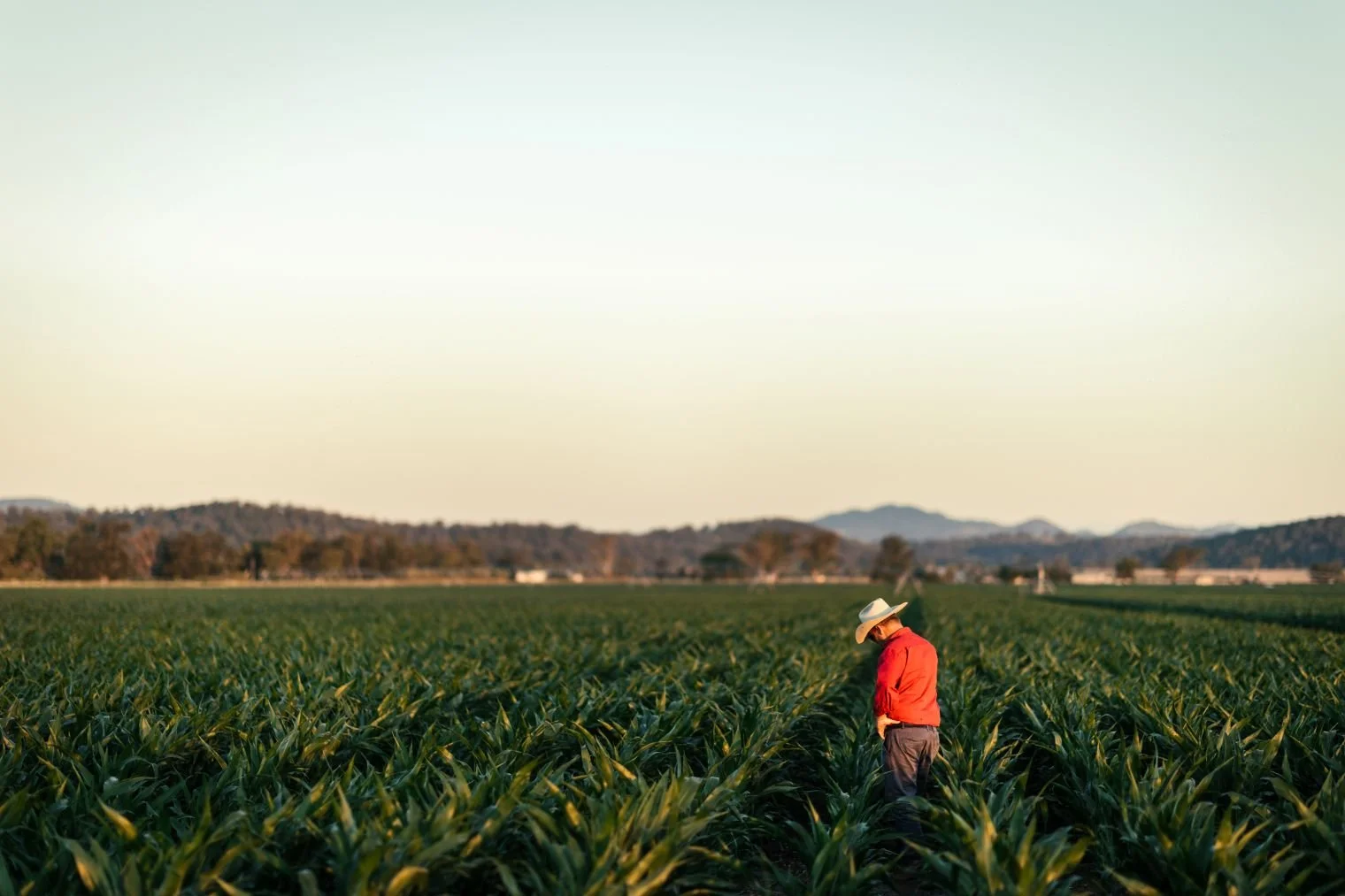  Our sustainability initiatives include solar energy, water recycling, and manure composting, ensuring we operate responsibly and efficiently. We also offer custom-fed programs for Wagyu, Angus, and other cattle, tailored to meet diverse market requi