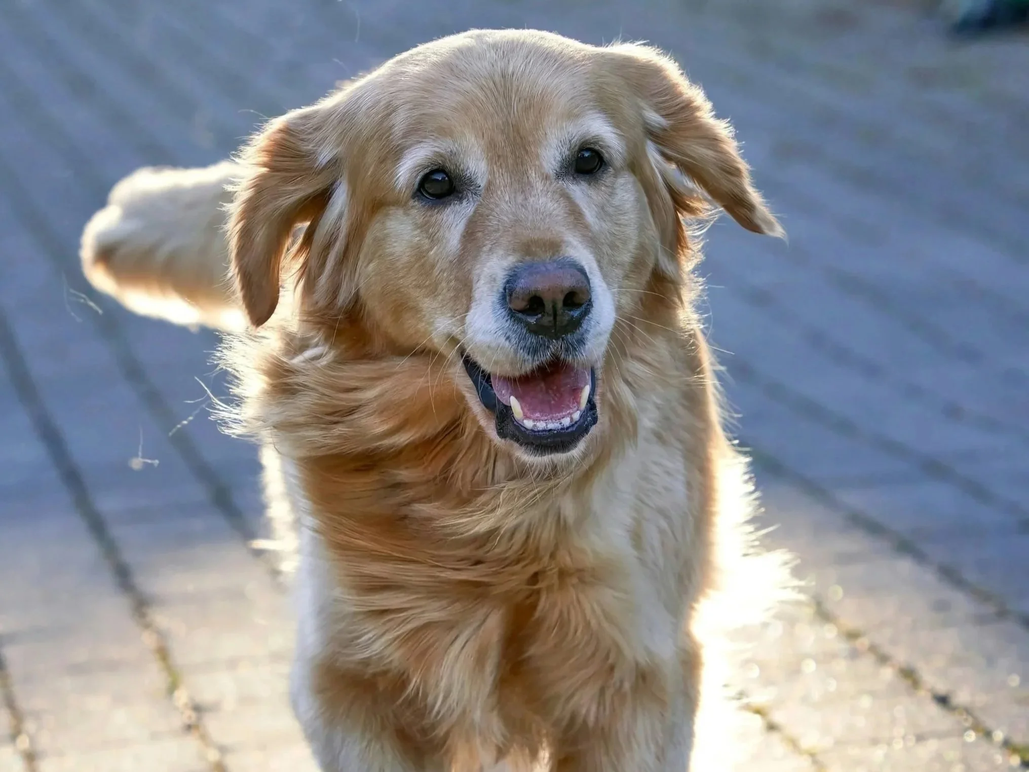 Ein Golden Retriever läuft auf einem Gehweg im Freien, lächelnd und mit offenem Mund, bei Sonnenlicht.