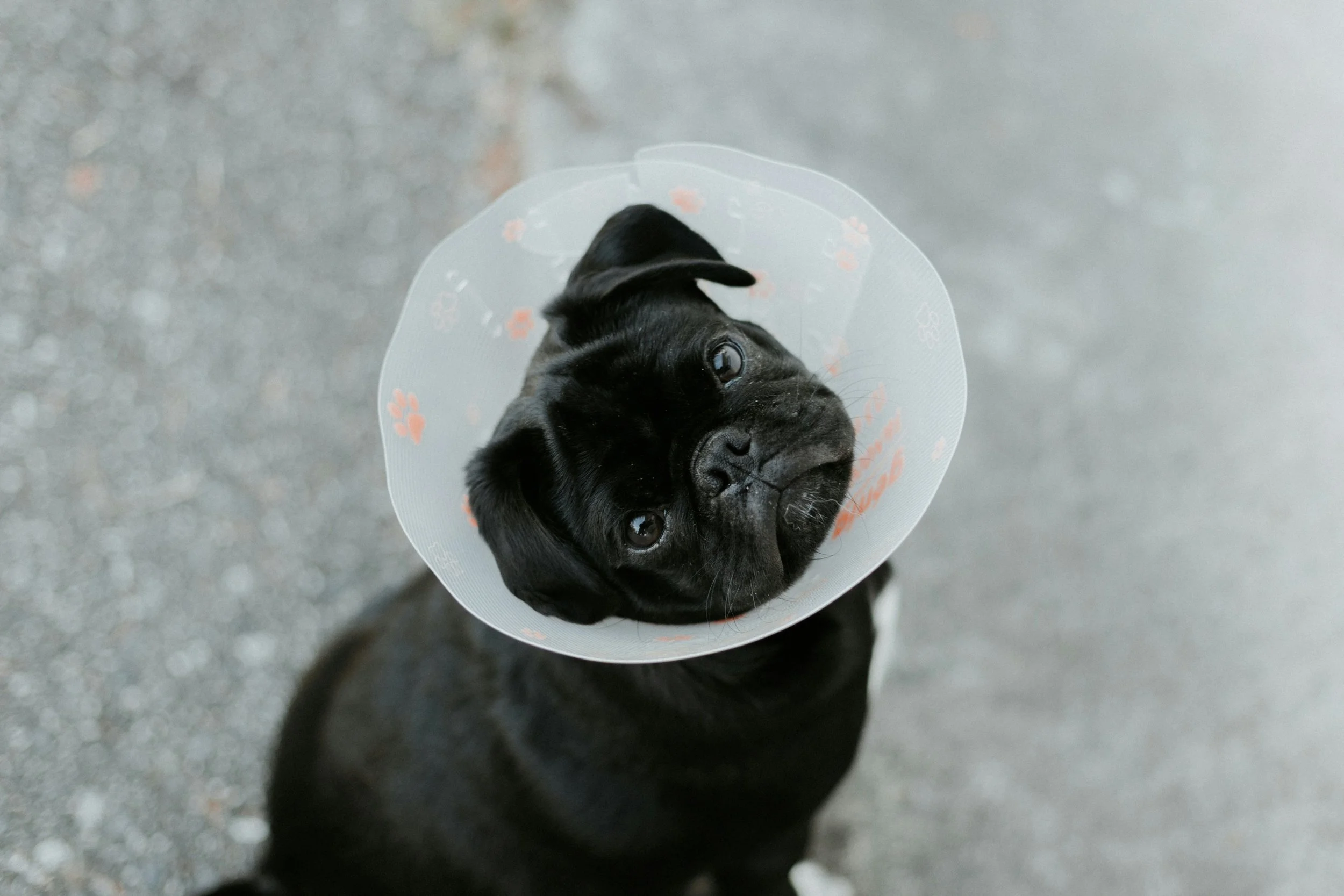 Kleiner schwarzer Hund trägt einen Halskrause, steht auf einer grauen Oberfläche.