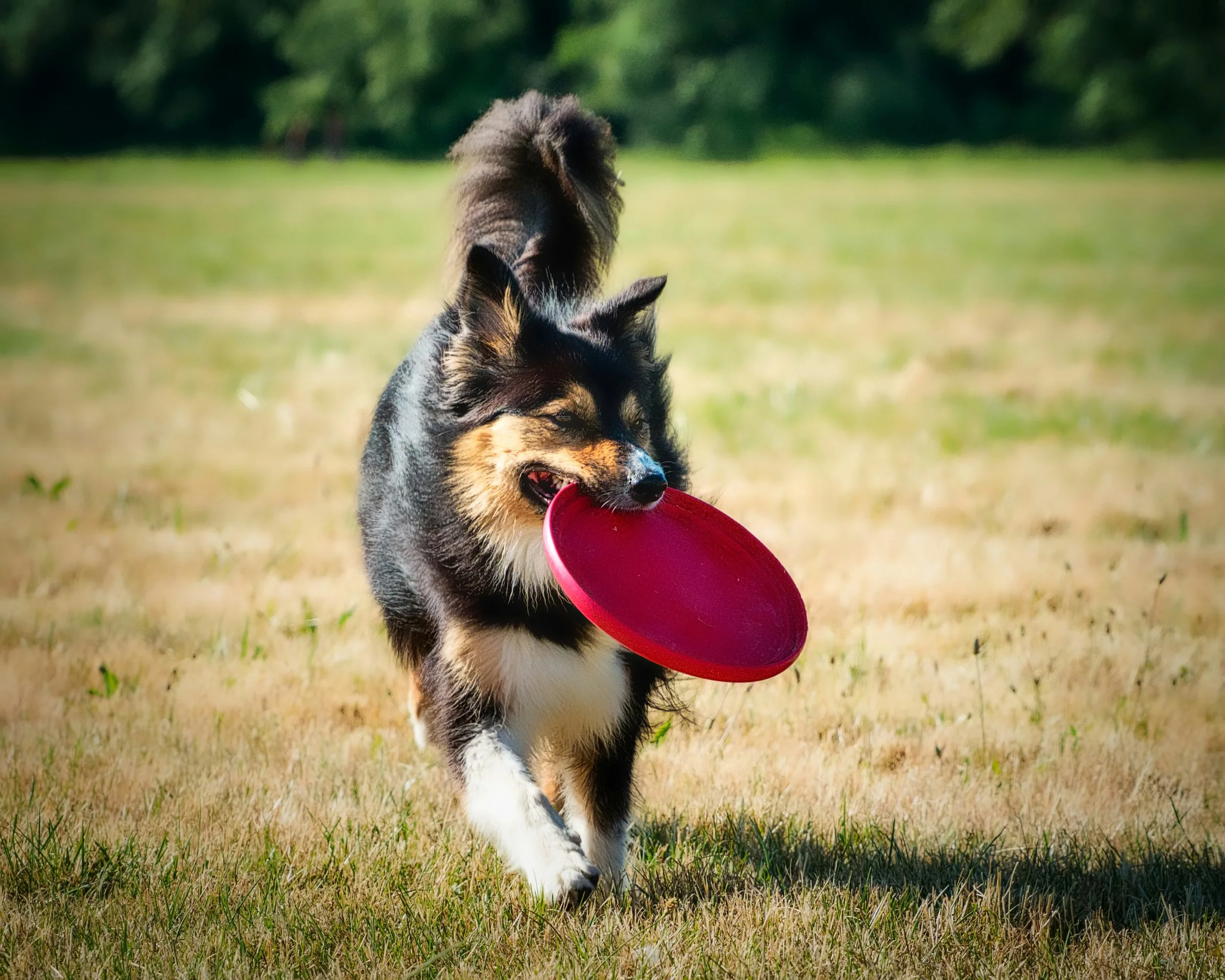 Hund spielt mit einem roten Frisbee auf einer Wiese bei Sonnenschein.