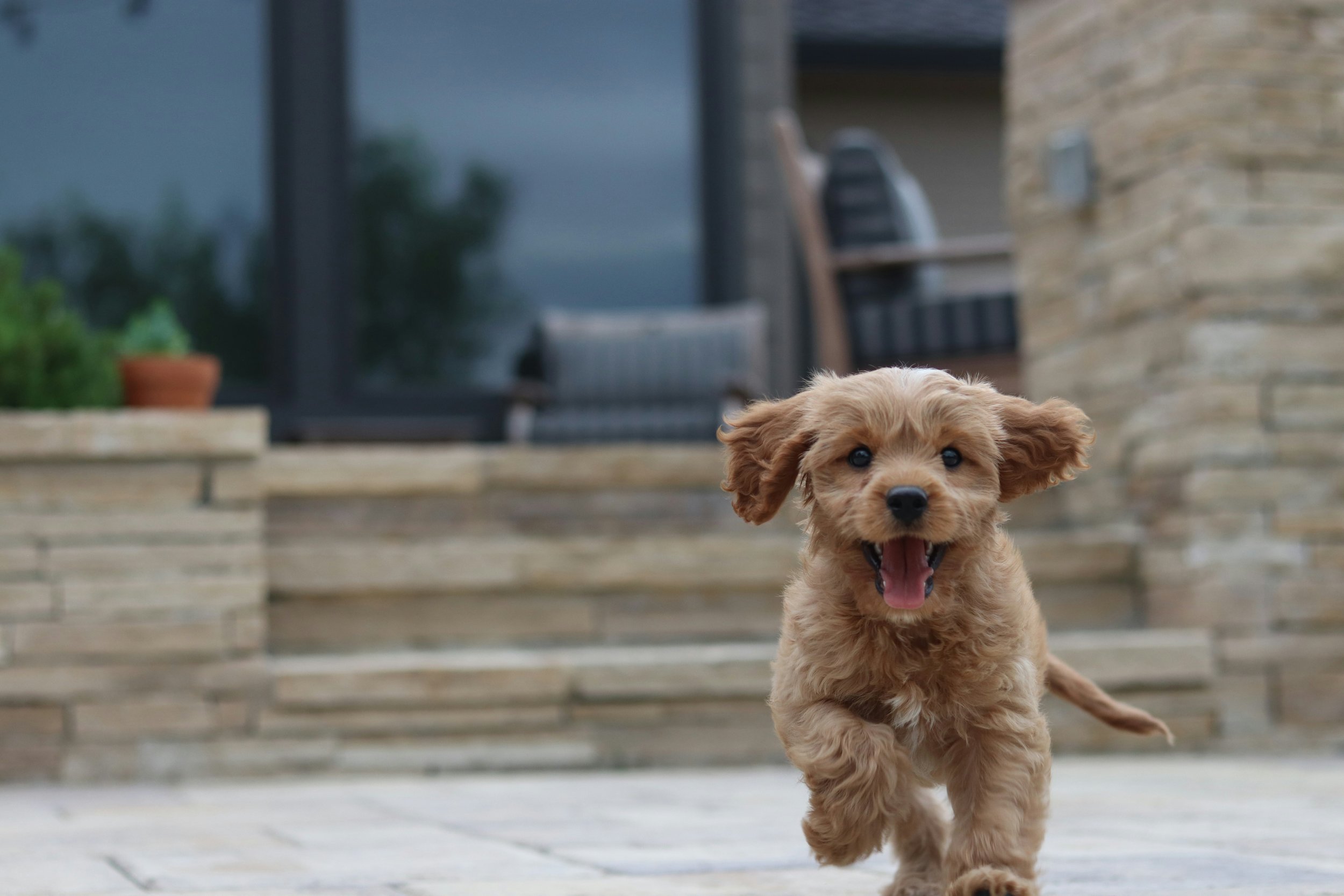 Ein lachender Hund, ein kleiner, brauner Cocker Spaniel, läuft auf einer Holzterrasse vor einem modernen Haus.