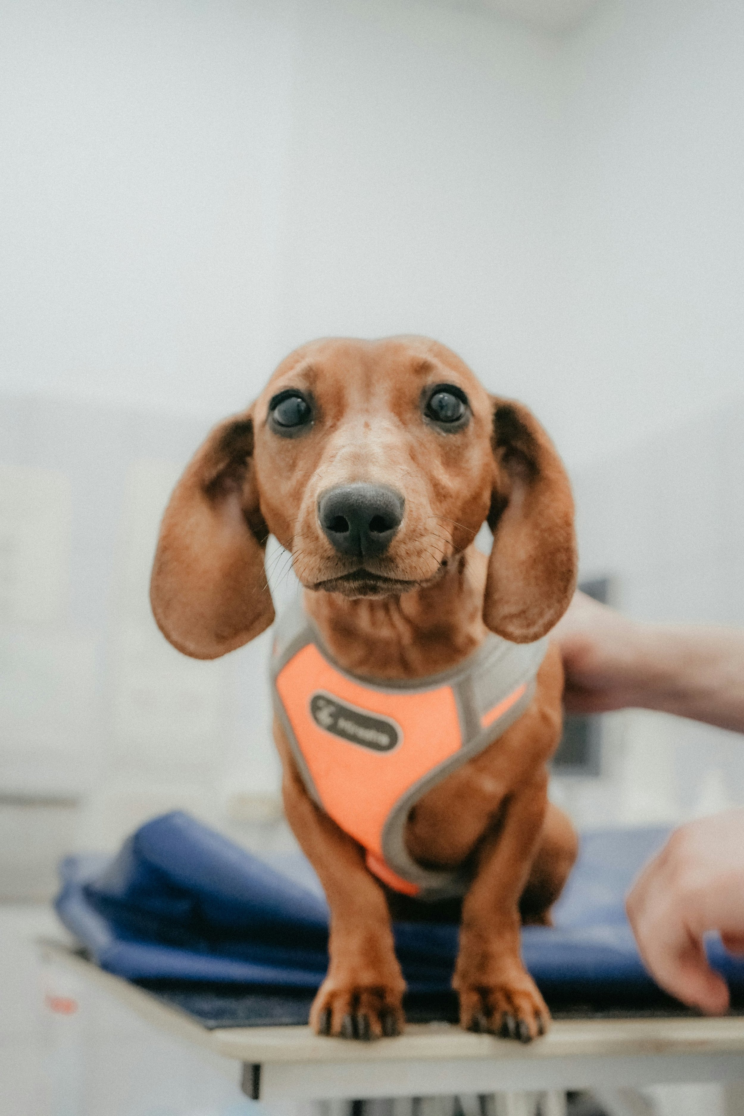 Ein brauner Hund mit langen Ohren trägt ein orangefarbenes Geschirr und schaut direkt in die Kamera, während er auf einer weißen Oberfläche sitzt.